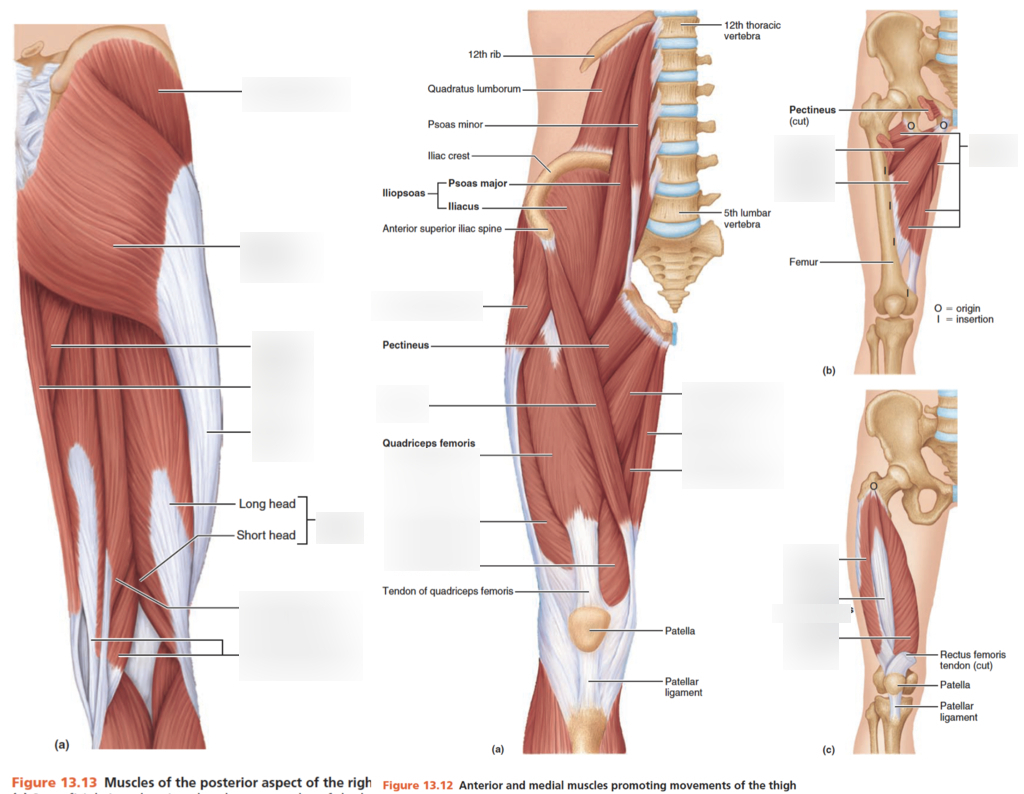 Leg Muscle Diagram Muscle Labeling Upper Leg Diagram Quizlet
