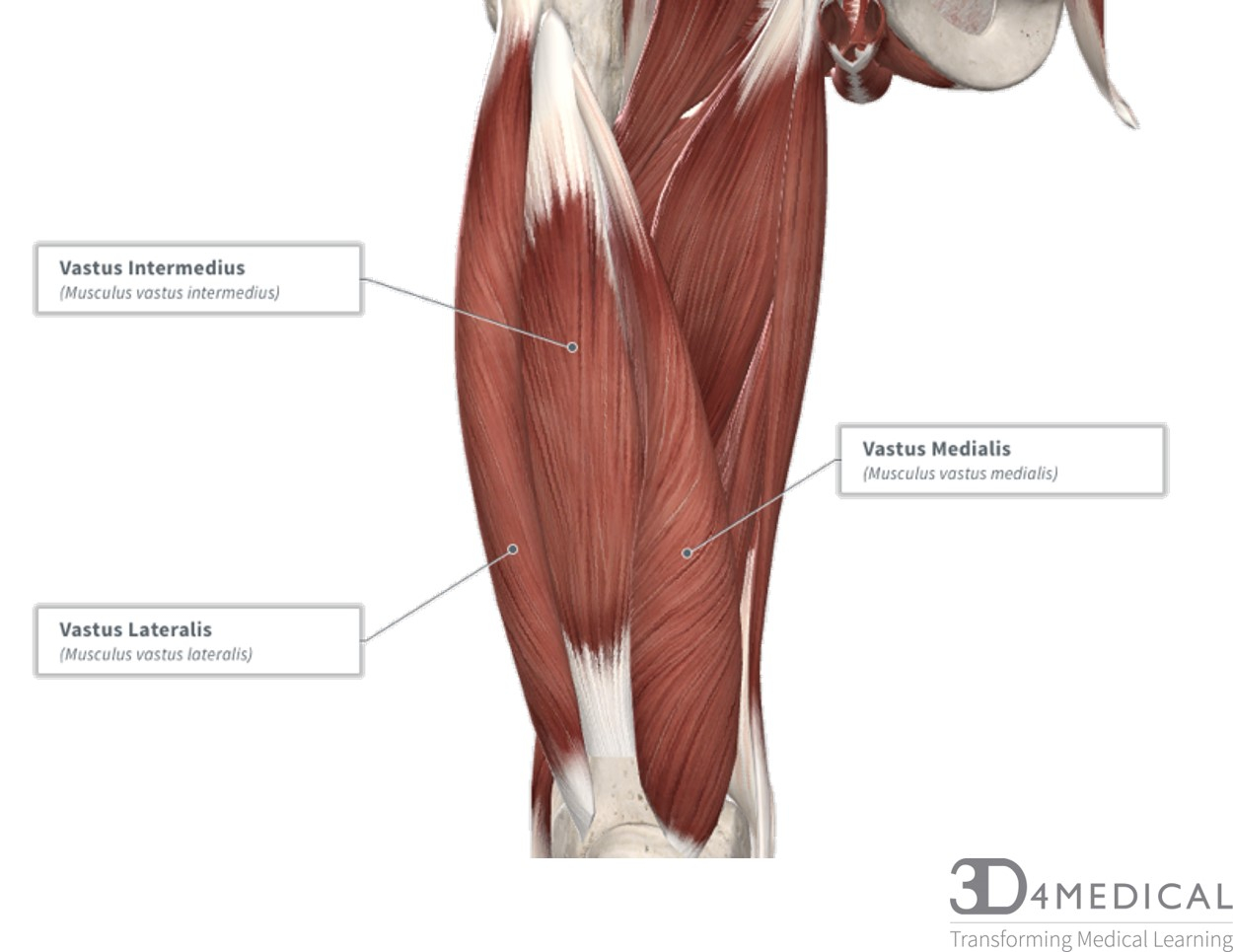 Leg Muscle Diagram Muscles Advanced Anatomy 2nd Ed