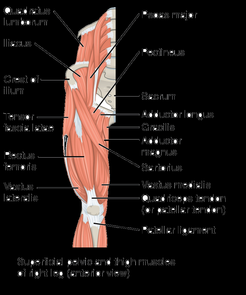 Leg Muscle Diagram Muscles Of The Hips And Thighs Human Anatomy And Physiology Lab