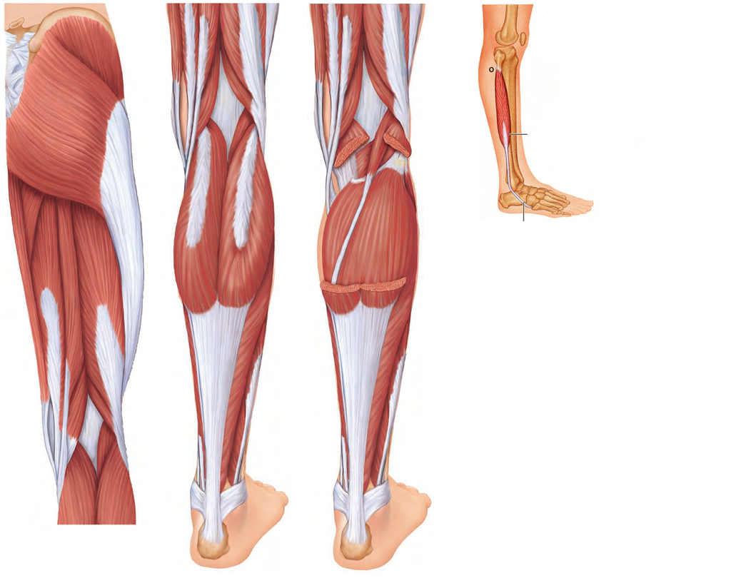 Leg Muscle Diagram Posterior Thigh Leg Muscles Diagram Quizlet