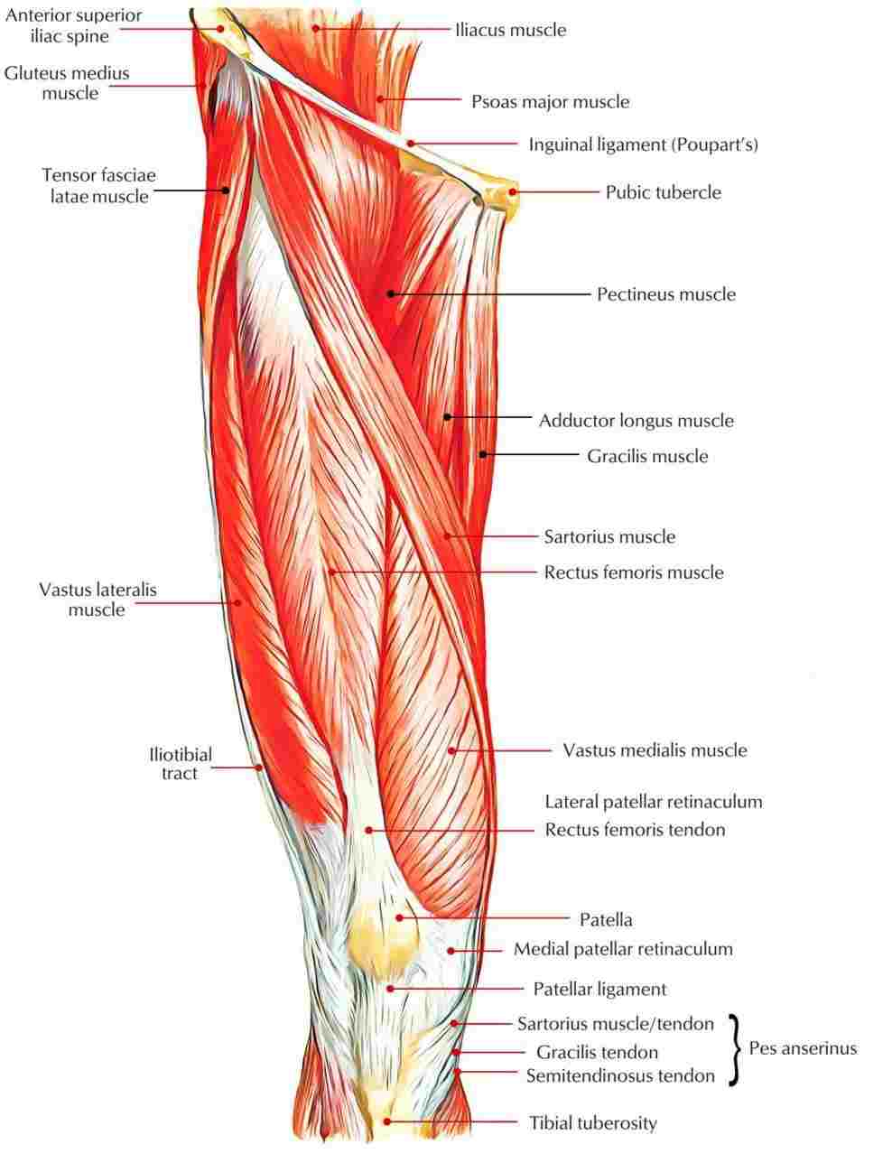 Leg Muscle Diagram Upper Leg Muscle Anatomy Diagram Of Anatomy