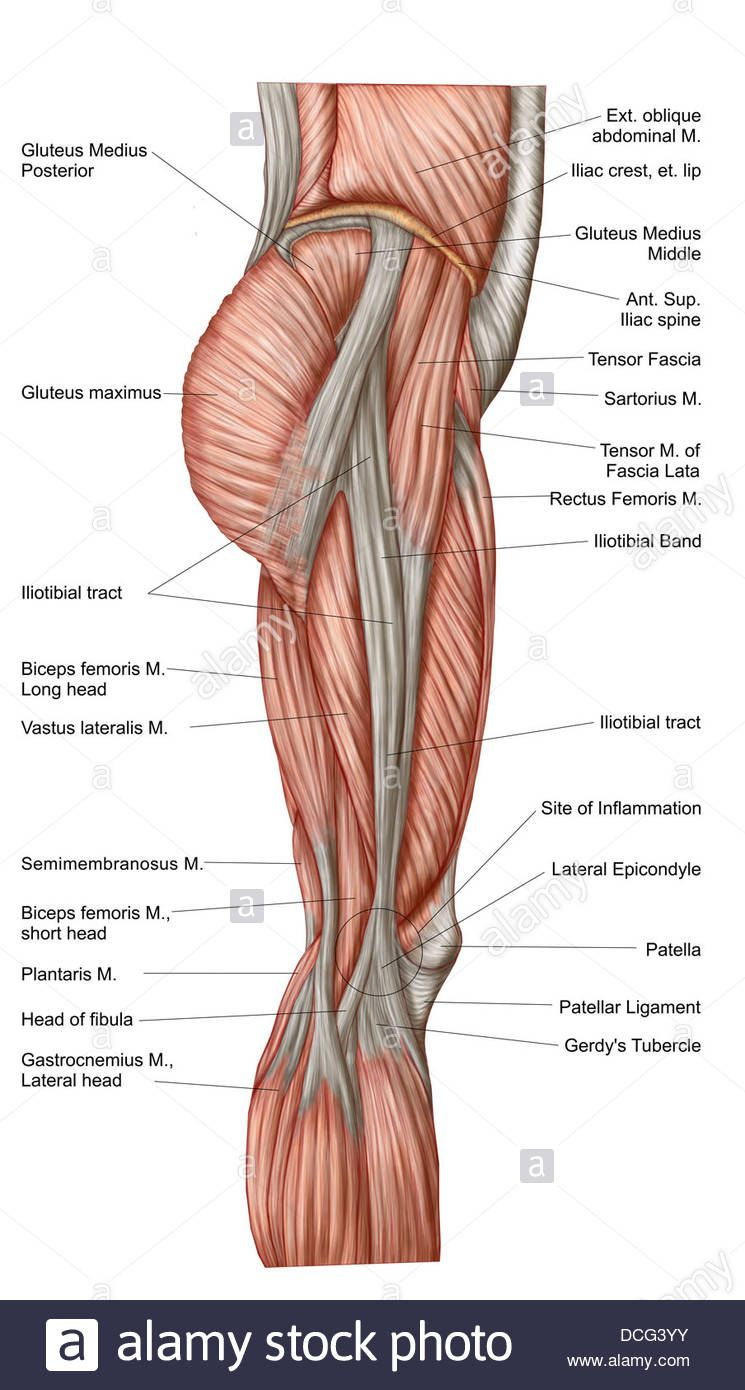 Leg Muscle Diagram Upper Leg Muscle Diagram And Leg Muscles Anatomy Muscles Of The