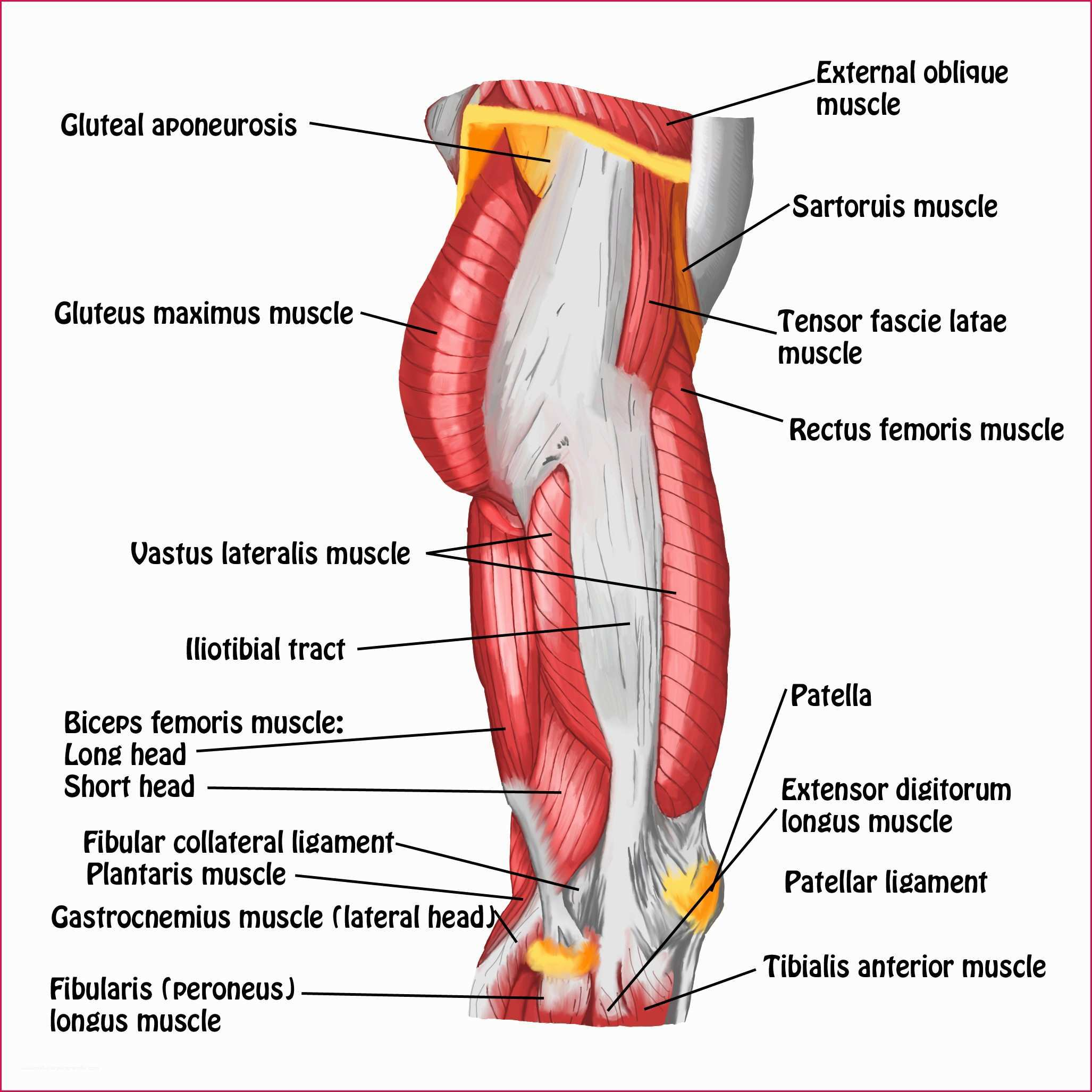 Leg Muscles Diagram 32 Lower Leg Muscles Diagram Noibaiairporttransfer