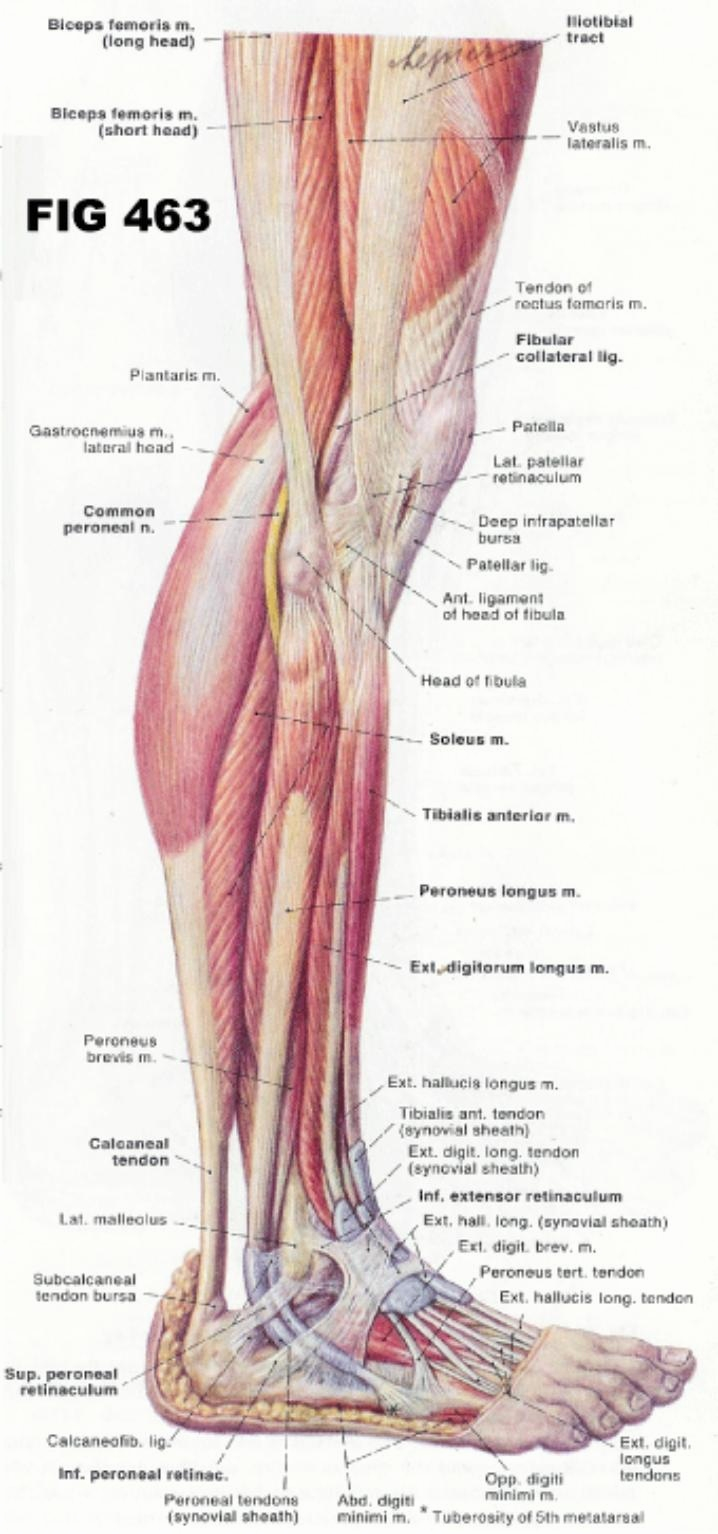 Leg Muscles Diagram 50 Fresh Hip Muscle Anatomy Diagram Tocacity