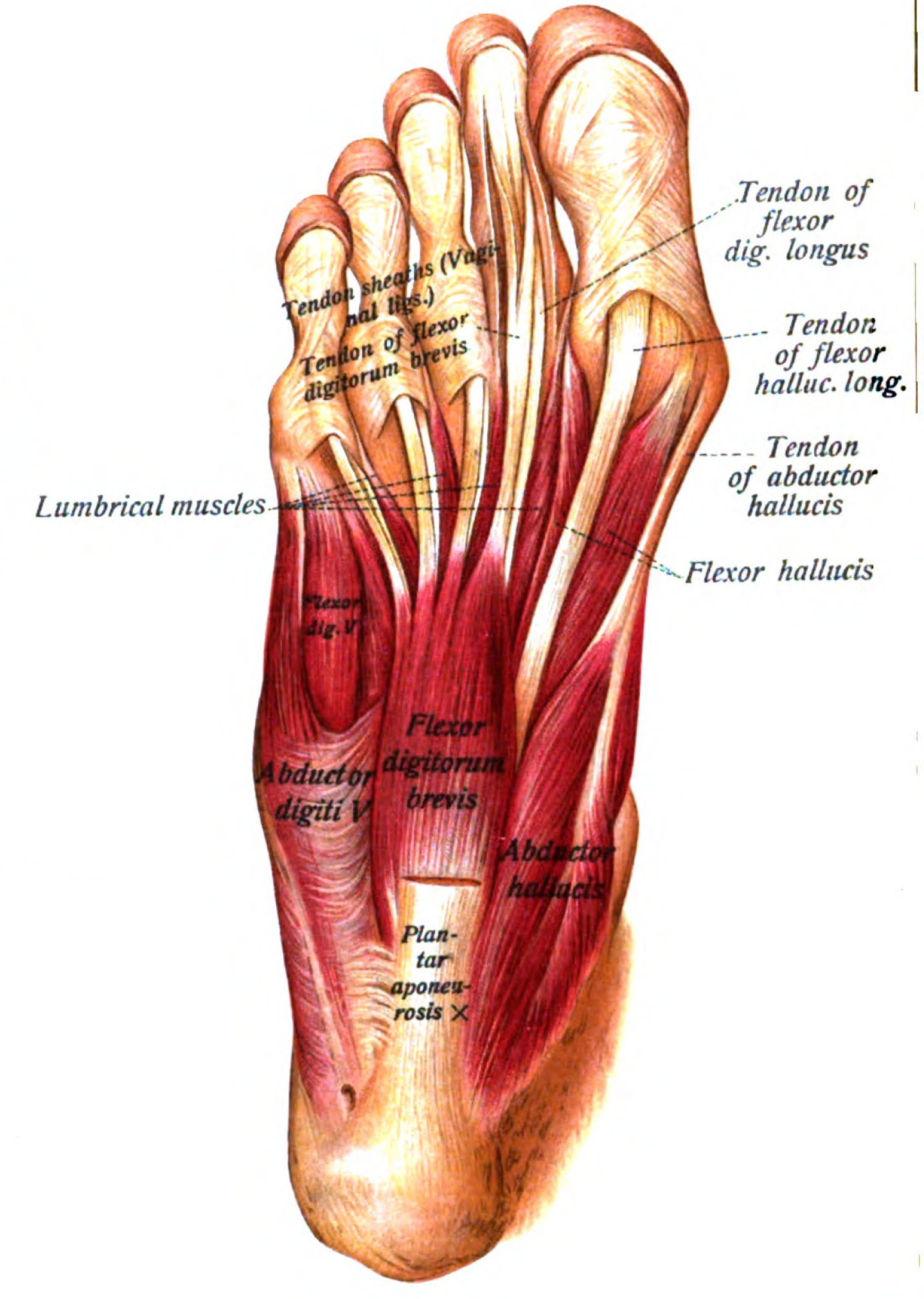 Leg Muscles Diagram Abductor Hallucis Muscle Wikipedia