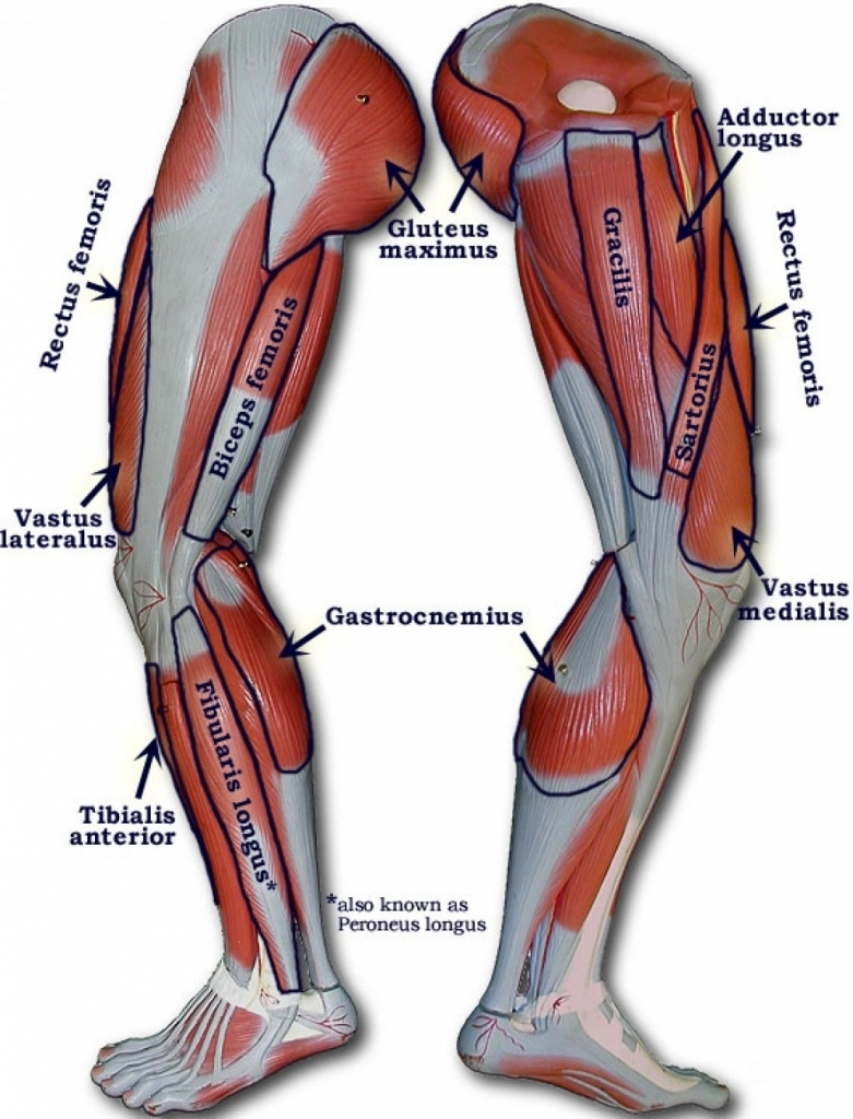 Leg Muscles Diagram Diagram Of Inner Thigh Muscles Wiring Diagram Web