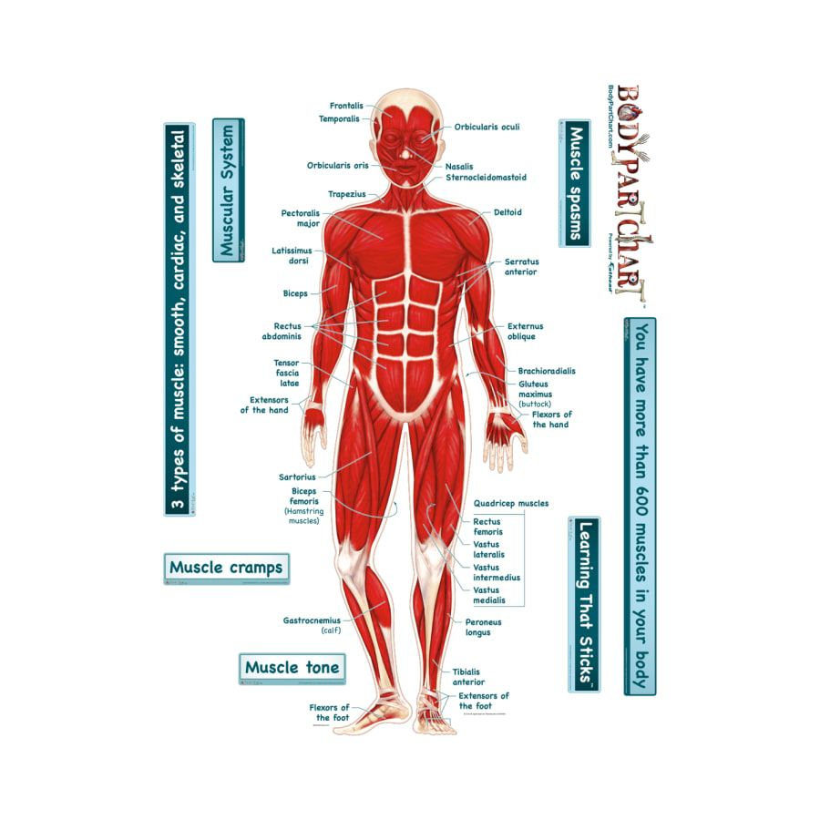 Leg Muscles Diagram Diagram Of Muscles In Leg Elegant Muscle System Diagram Human