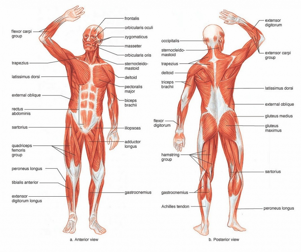 Leg Muscles Diagram Diagram Of The Muscles In The Leg And Diagram Of The Muscles In The