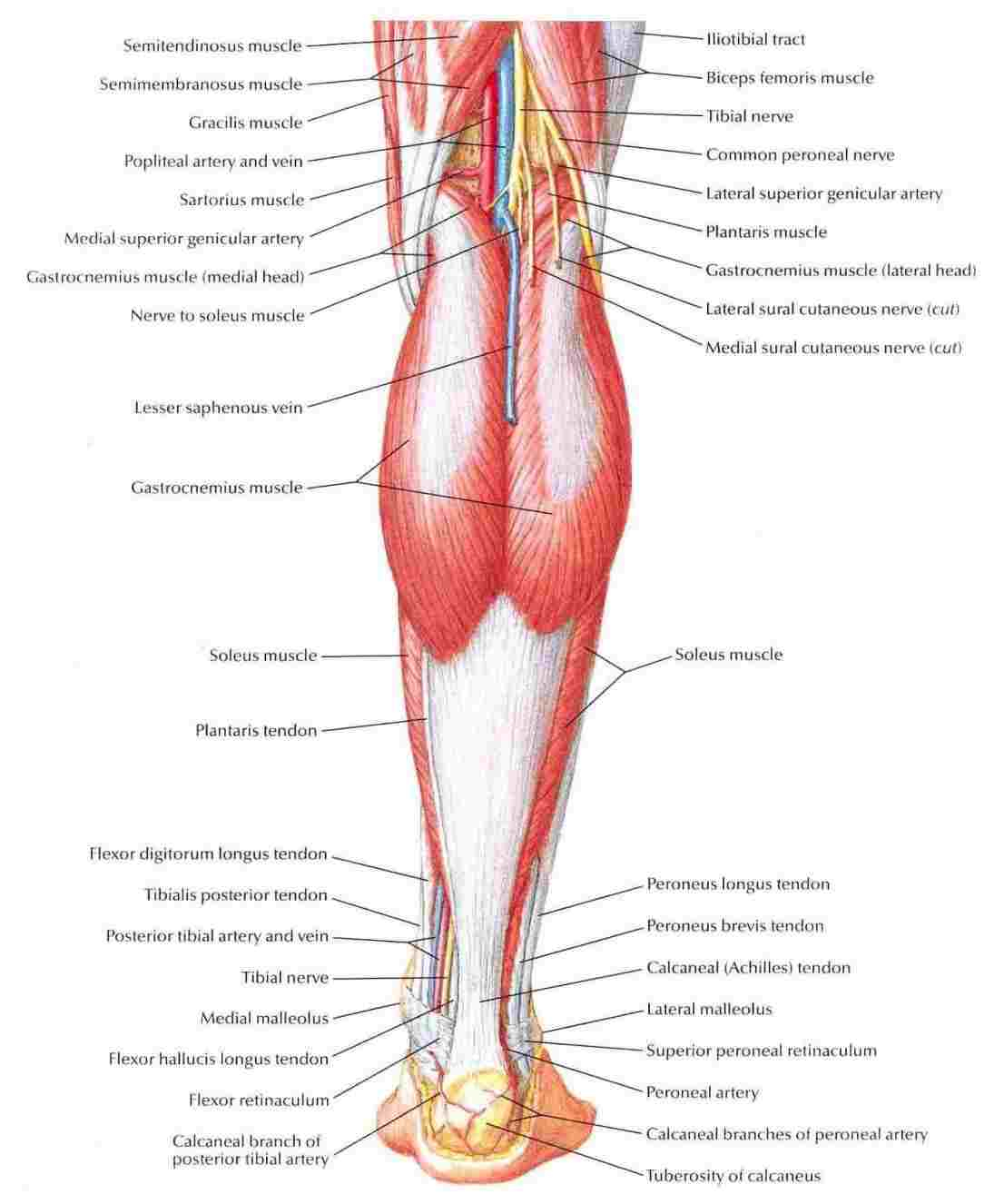 Leg Muscles Diagram Human Muscle Anatomy Leg Diagram Diagram Of Anatomy