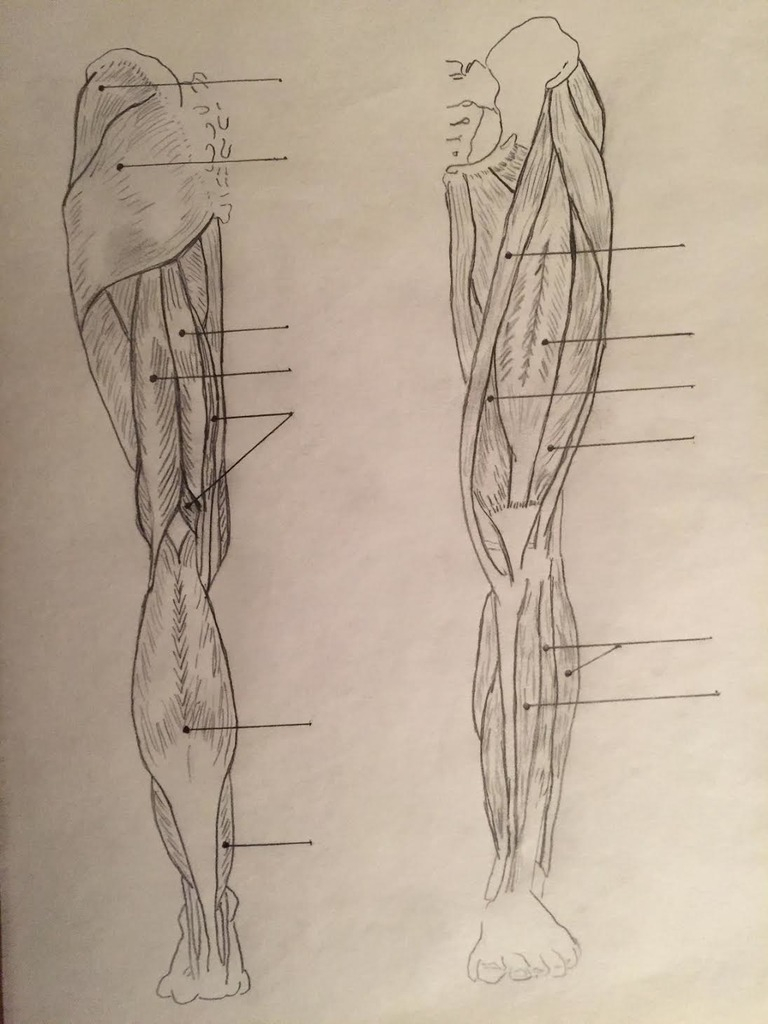 Leg Muscles Diagram Human Muscles Leg Muscles Diagram Quizlet