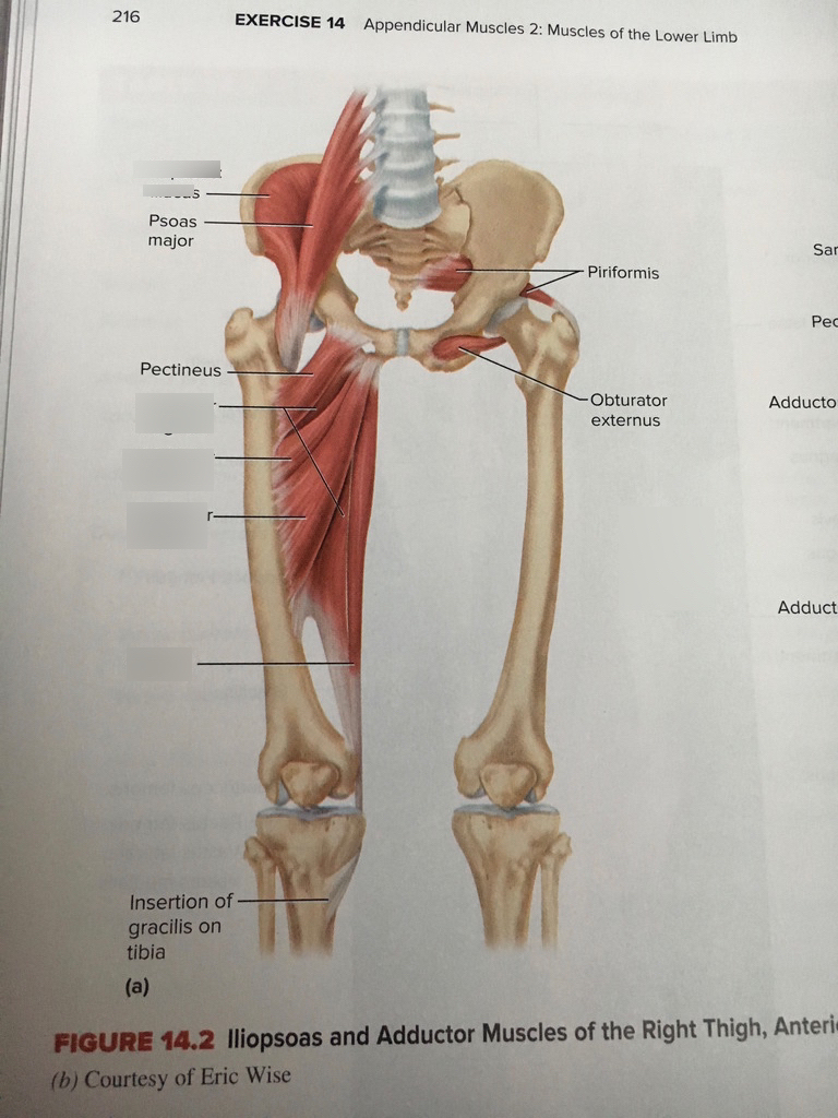 Leg Muscles Diagram Inner Leg Muscles Diagram Quizlet