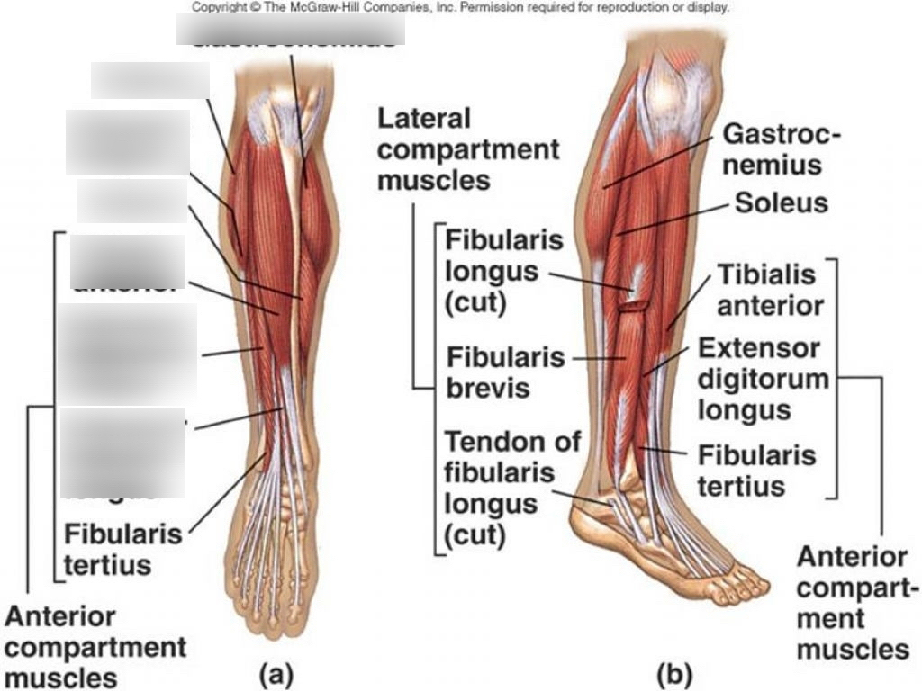 Leg Muscles Diagram Lab Practical Leg Muscles 2 Diagram Quizlet