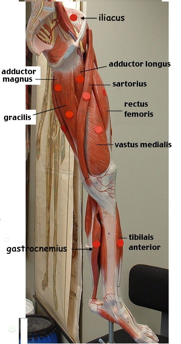 Leg Muscles Diagram Leg Muscle Diagram Labeled Inspirational Gluteus Maximus Diagram
