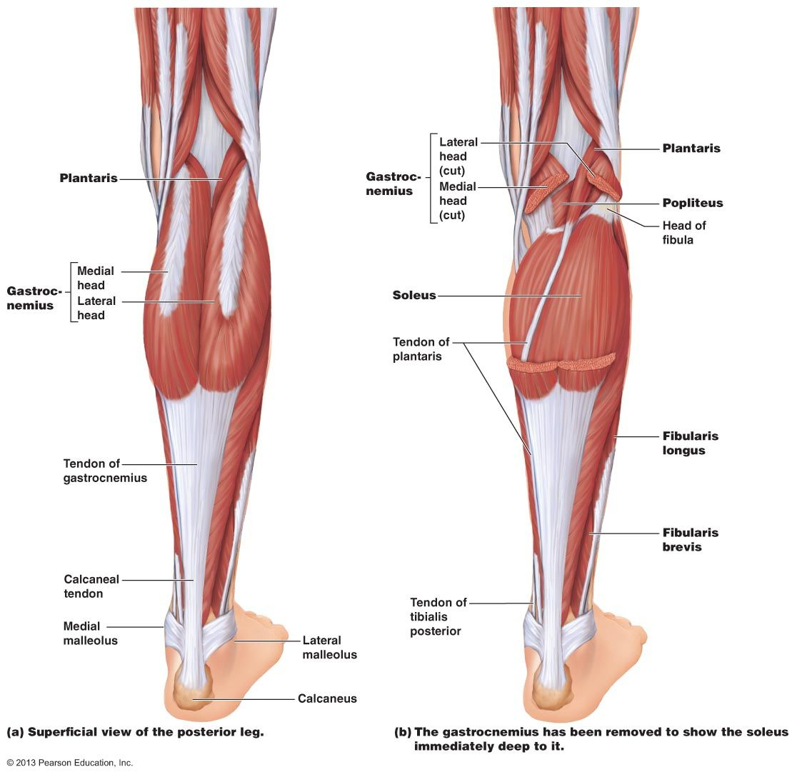 Leg Muscles Diagram Lower Leg Muscles Diagram And Lower Leg Muscles Diagram Lower Leg