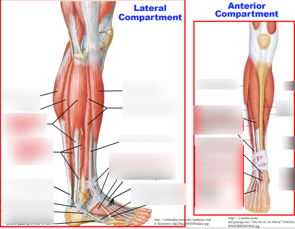 Leg Muscles Diagram Lower Leg Muscles Diagram Quizlet