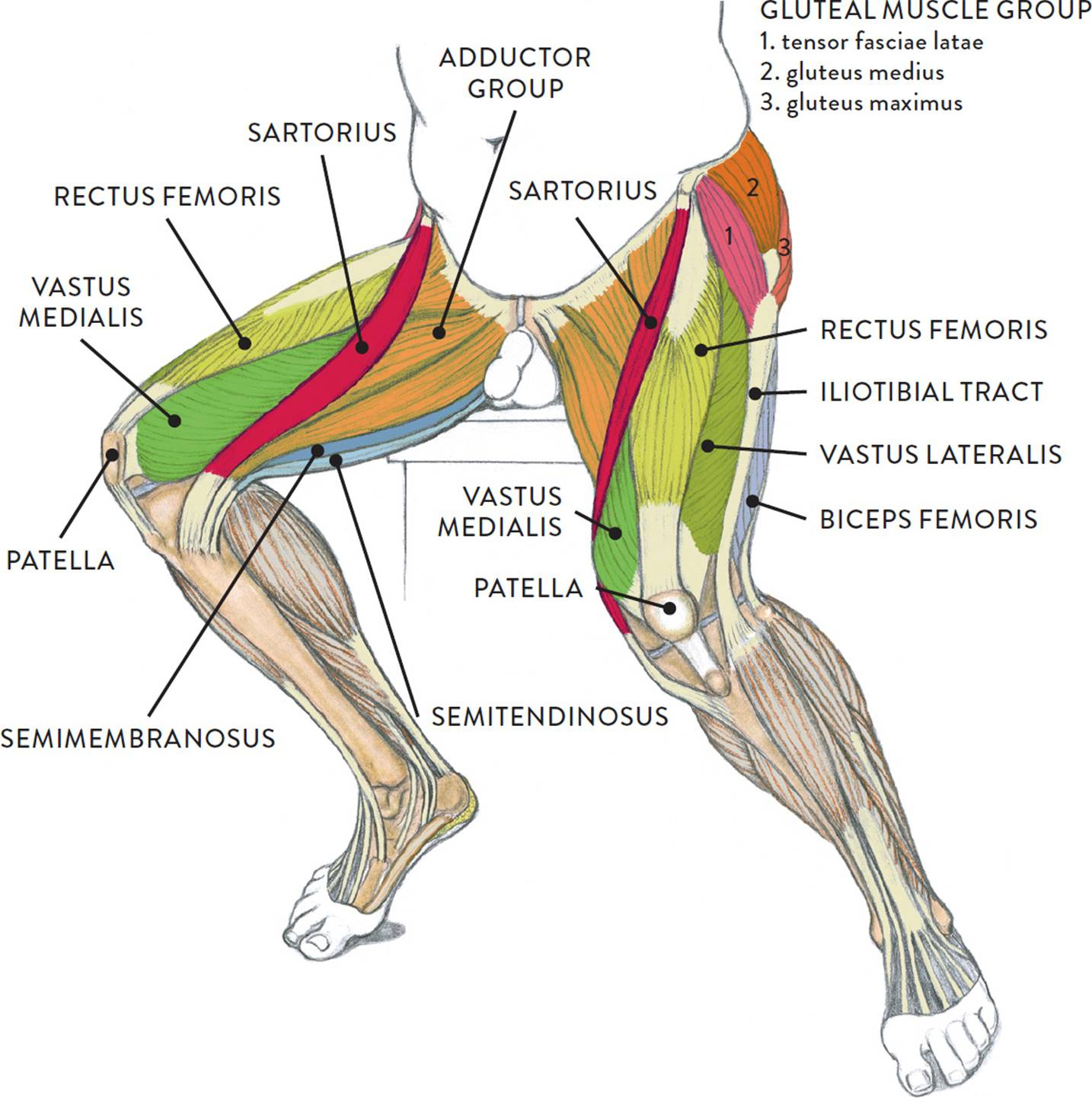 Leg Muscles Diagram Muscles Of The Leg And Foot Classic Human Anatomy In Motion The