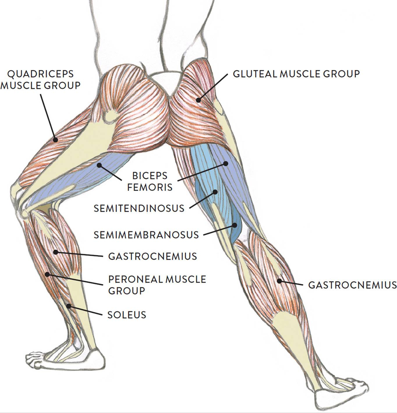 Leg Muscles Diagram Muscles Of The Leg And Foot Classic Human Anatomy In Motion The