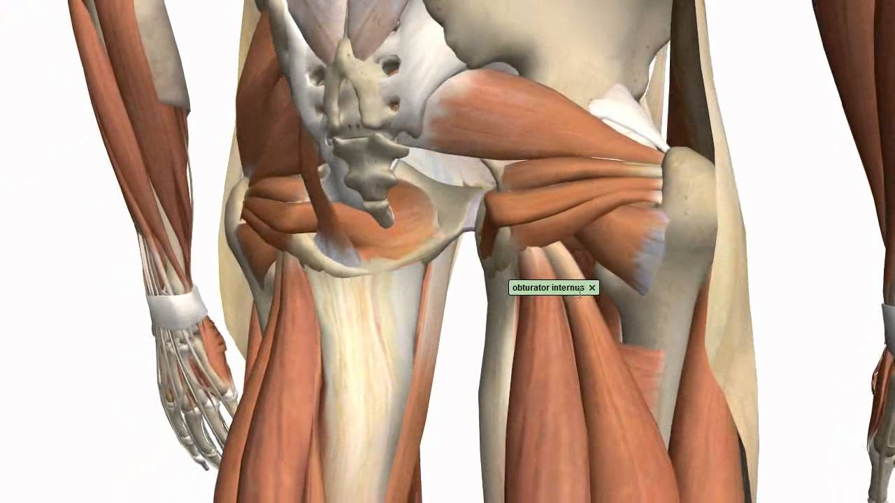 Leg Muscles Diagram Muscles Of The Thigh And Gluteal Region Part 1 Anatomy Tutorial