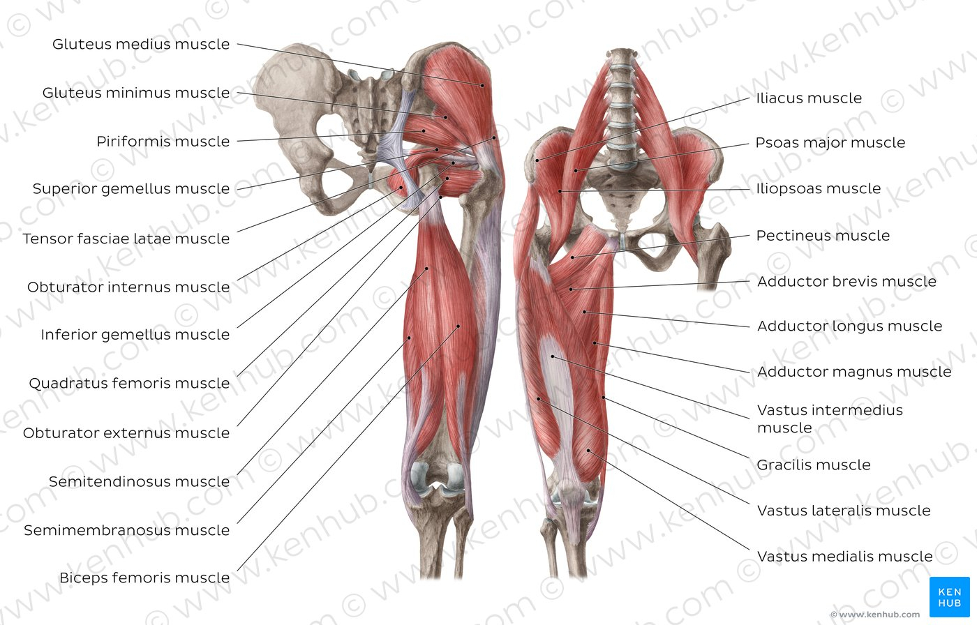 Leg Muscles Diagram Thigh Muscles Diagram And Diagram Pictures Muscles Of The Hip And