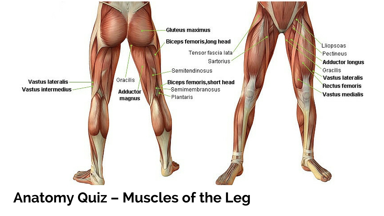 Leg Muscles Diagram Upper Leg Muscle Diagram Upper Leg Muscles Diagram Simply Simple