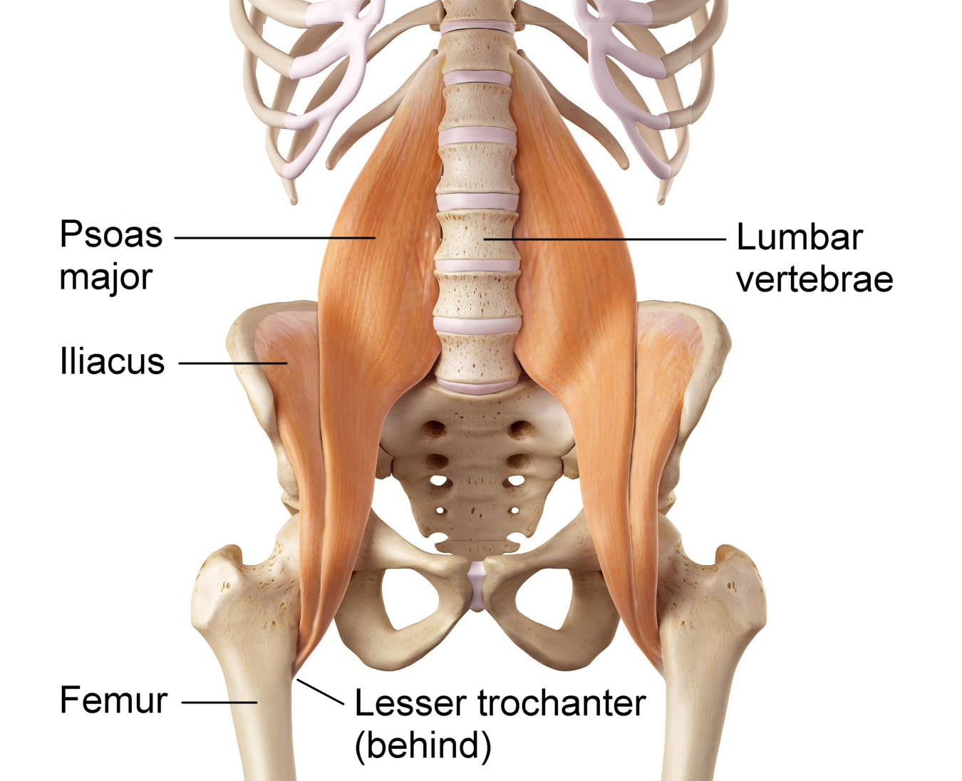 Leg Muscles Diagram Why You Cant Release Your Tight Psoas Muscle With Stretching