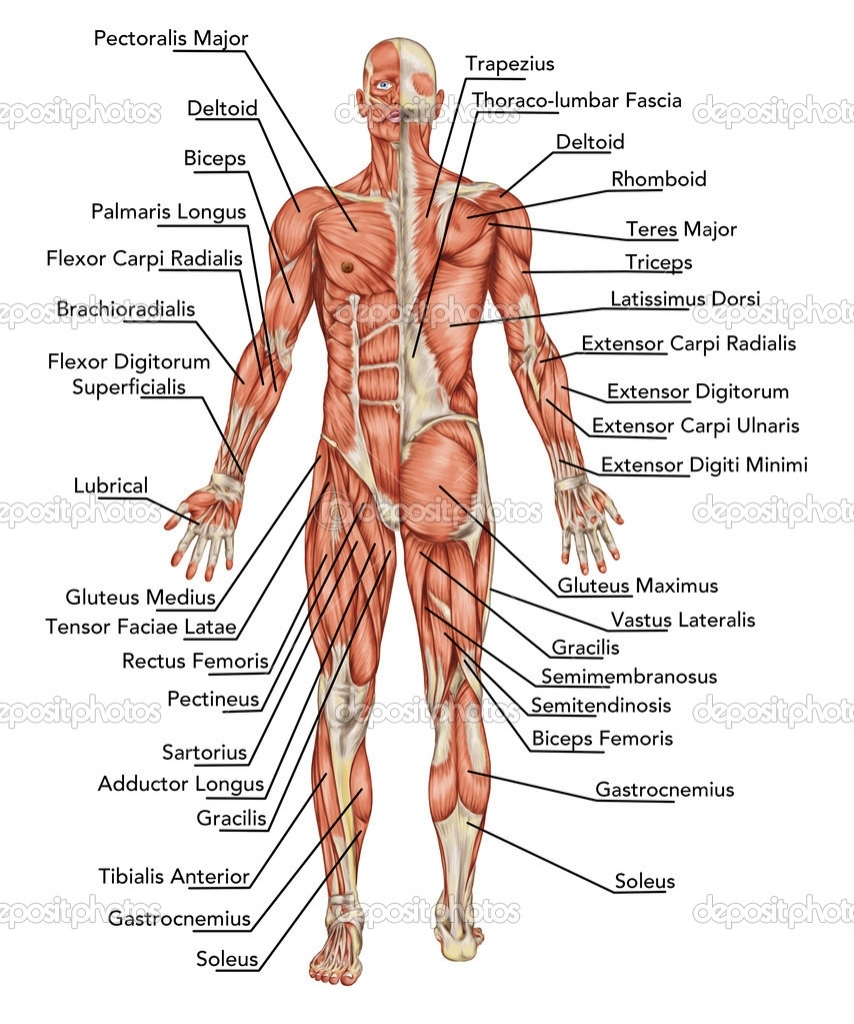 Male Anatomy Diagram Anatomy Of The Male Human Body