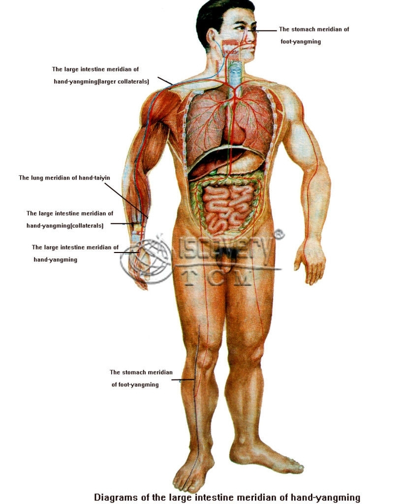 Male Anatomy Diagram Body Diagram Organs Male Wiring Diagram Review