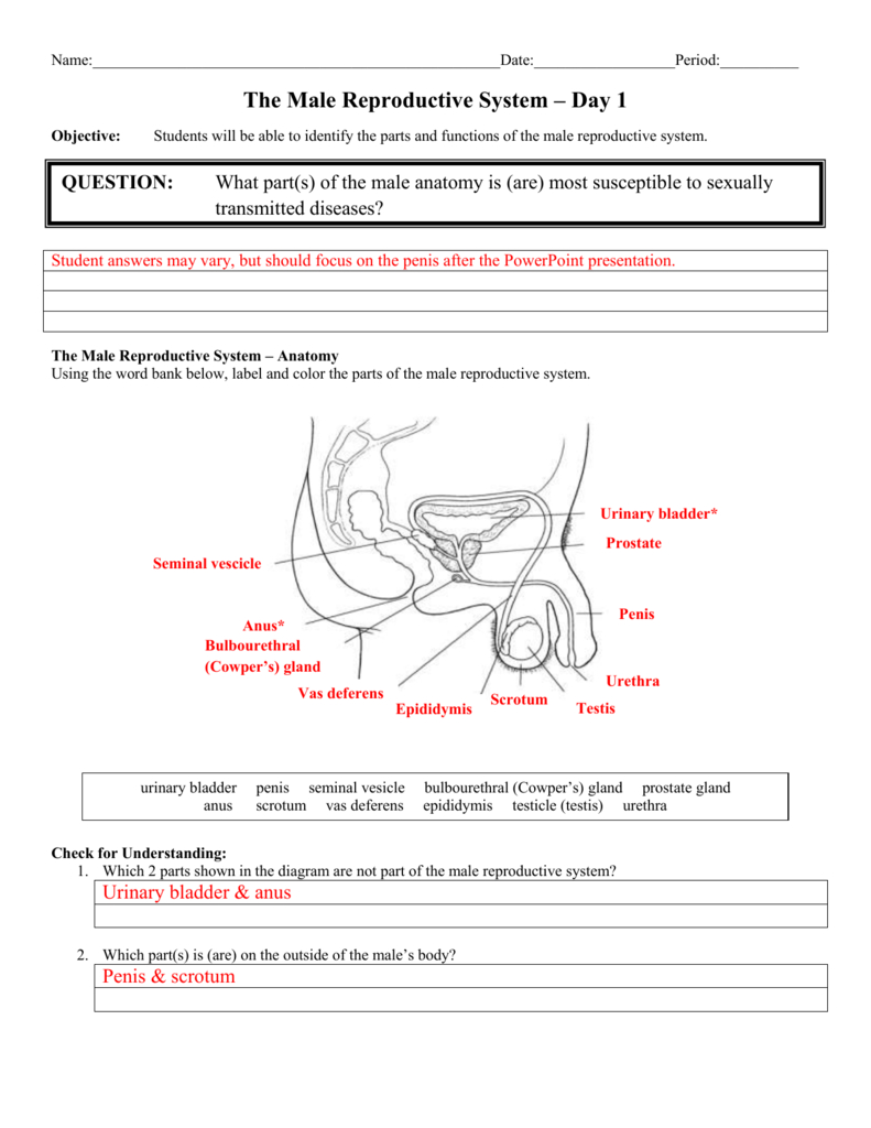 Male Anatomy Diagram Day 1 Male Anatomy Answer Sheet