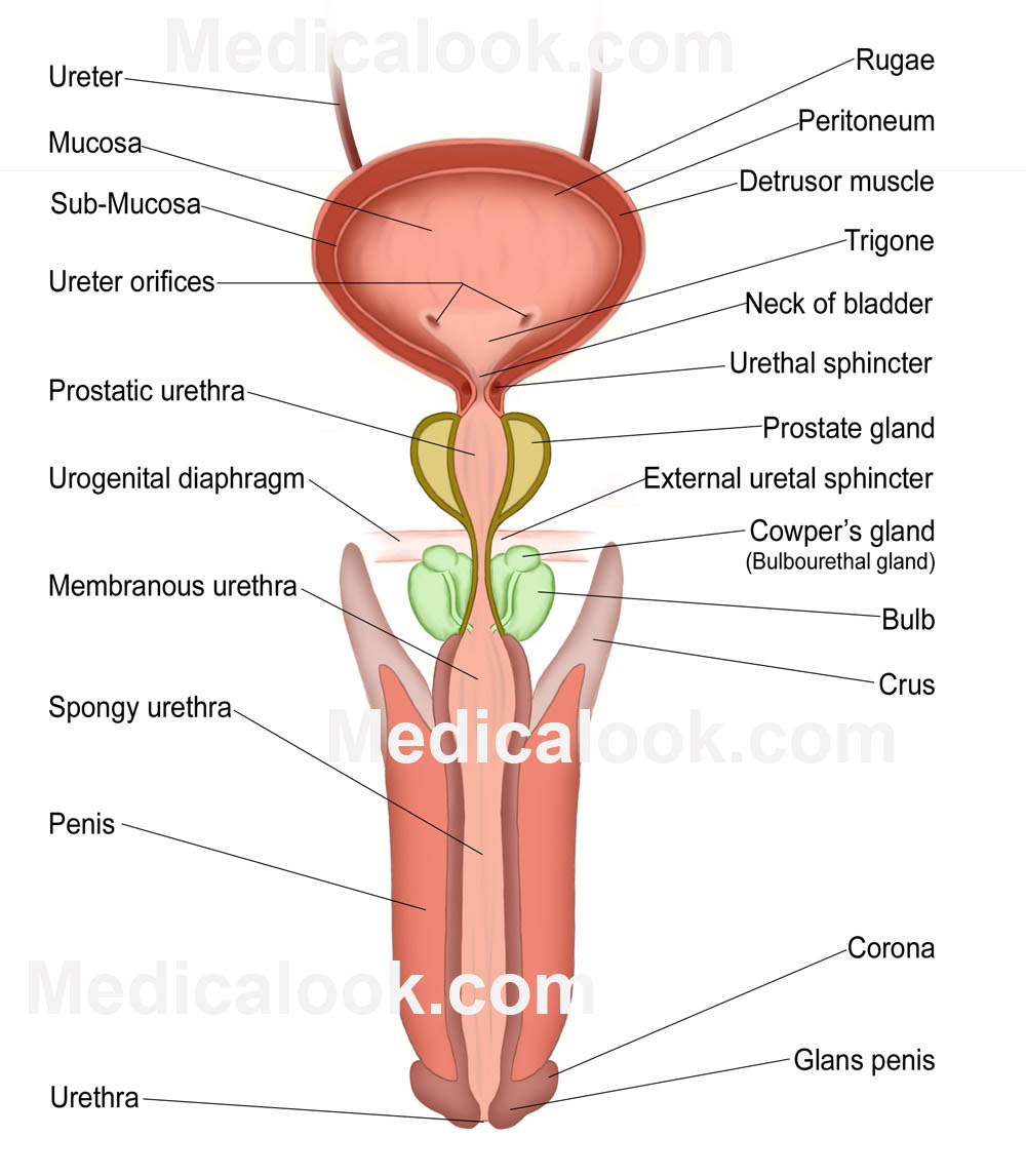 Male Anatomy Diagram Diagram Urethra Male Search Wiring Diagrams