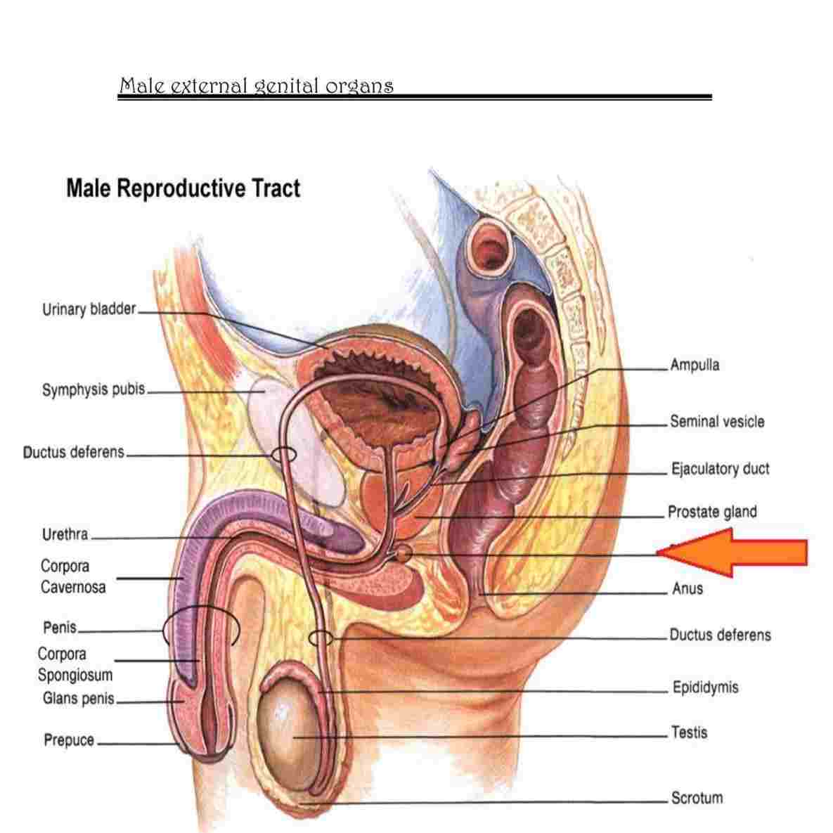 Male Anatomy Diagram External Male Anatomy Diagram Of Anatomy