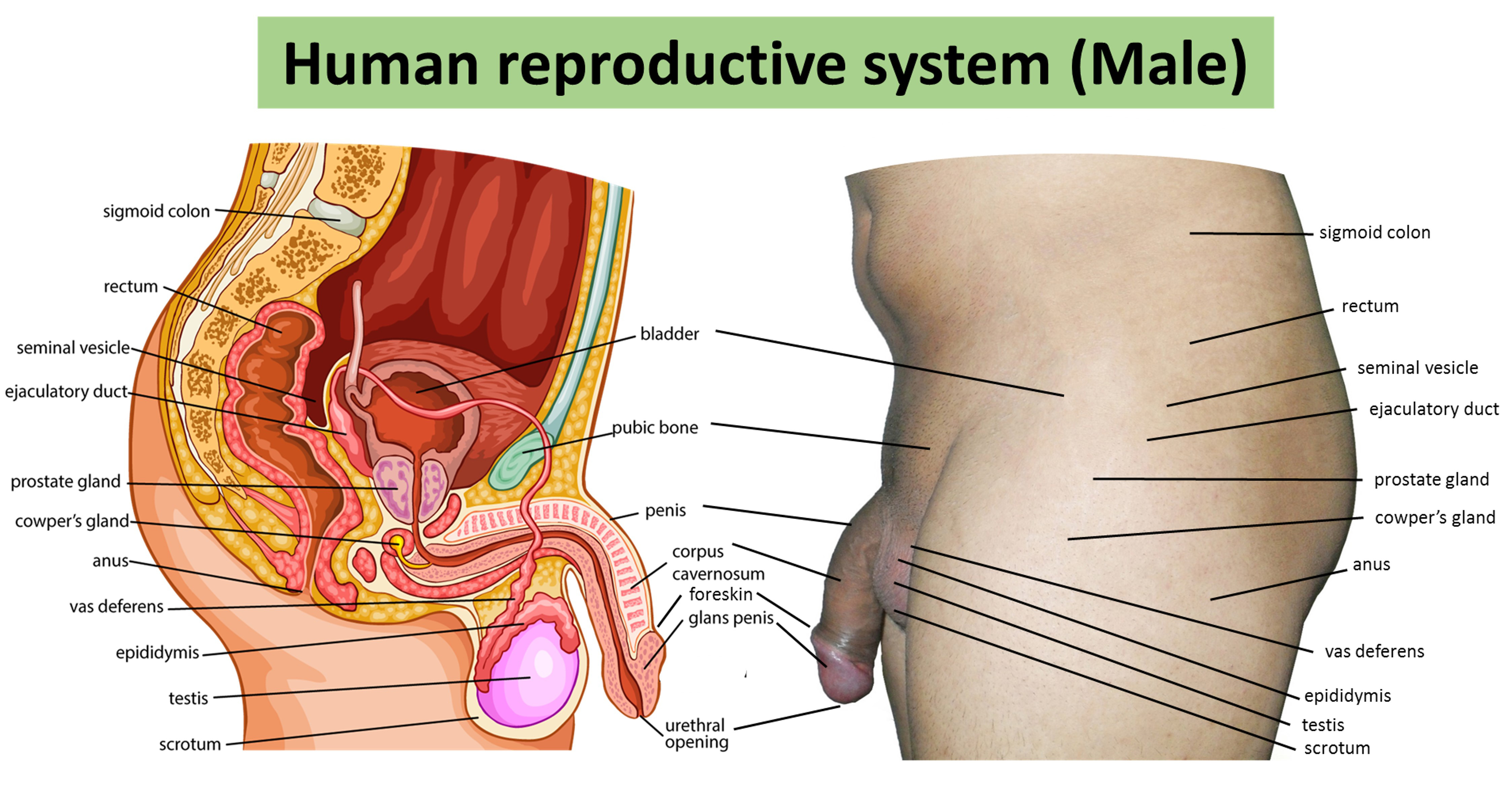 Male Anatomy Diagram Filehuman Reproductive System Male Simple English Wikipedia