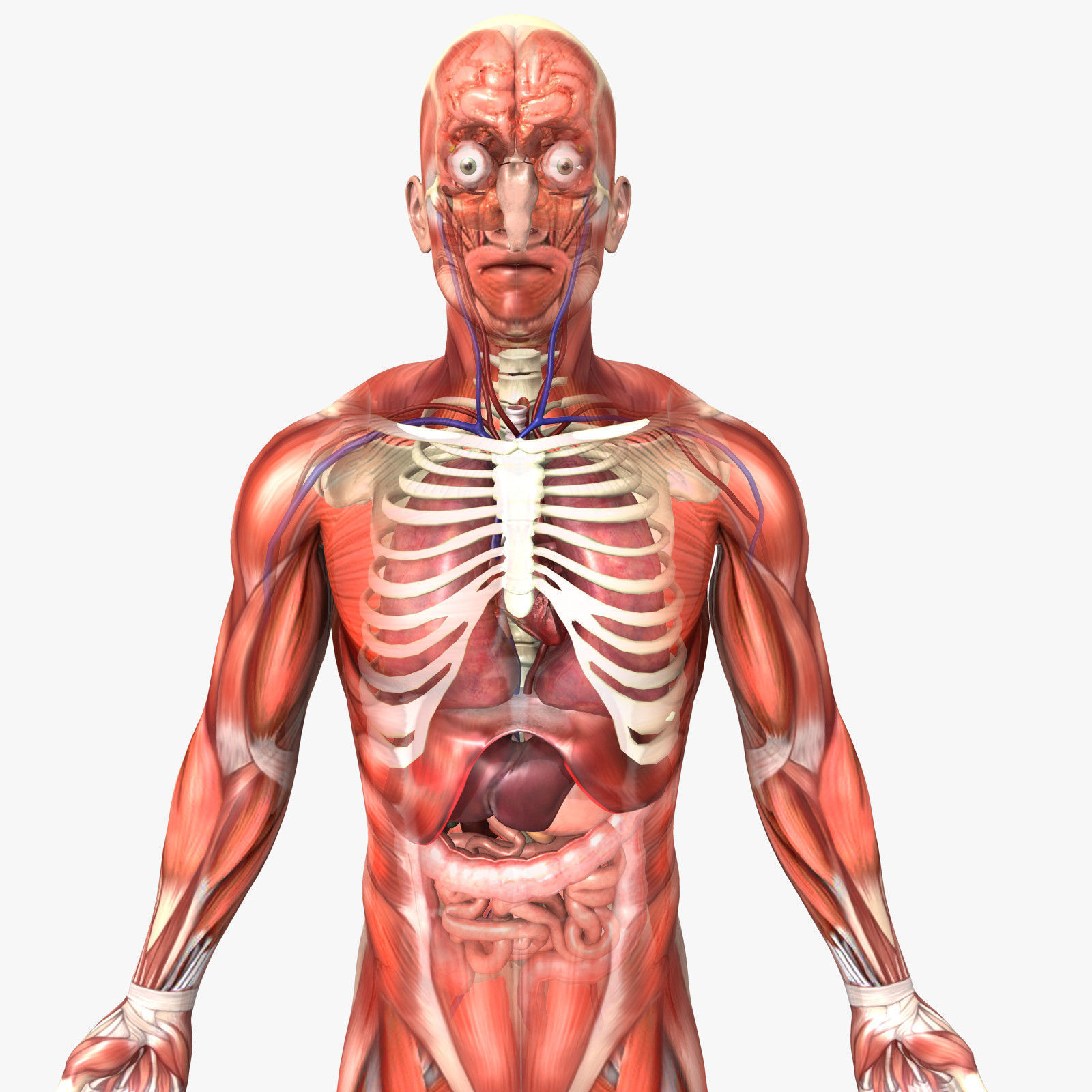 Male Anatomy Diagram Human Male Anatomy 3d Model