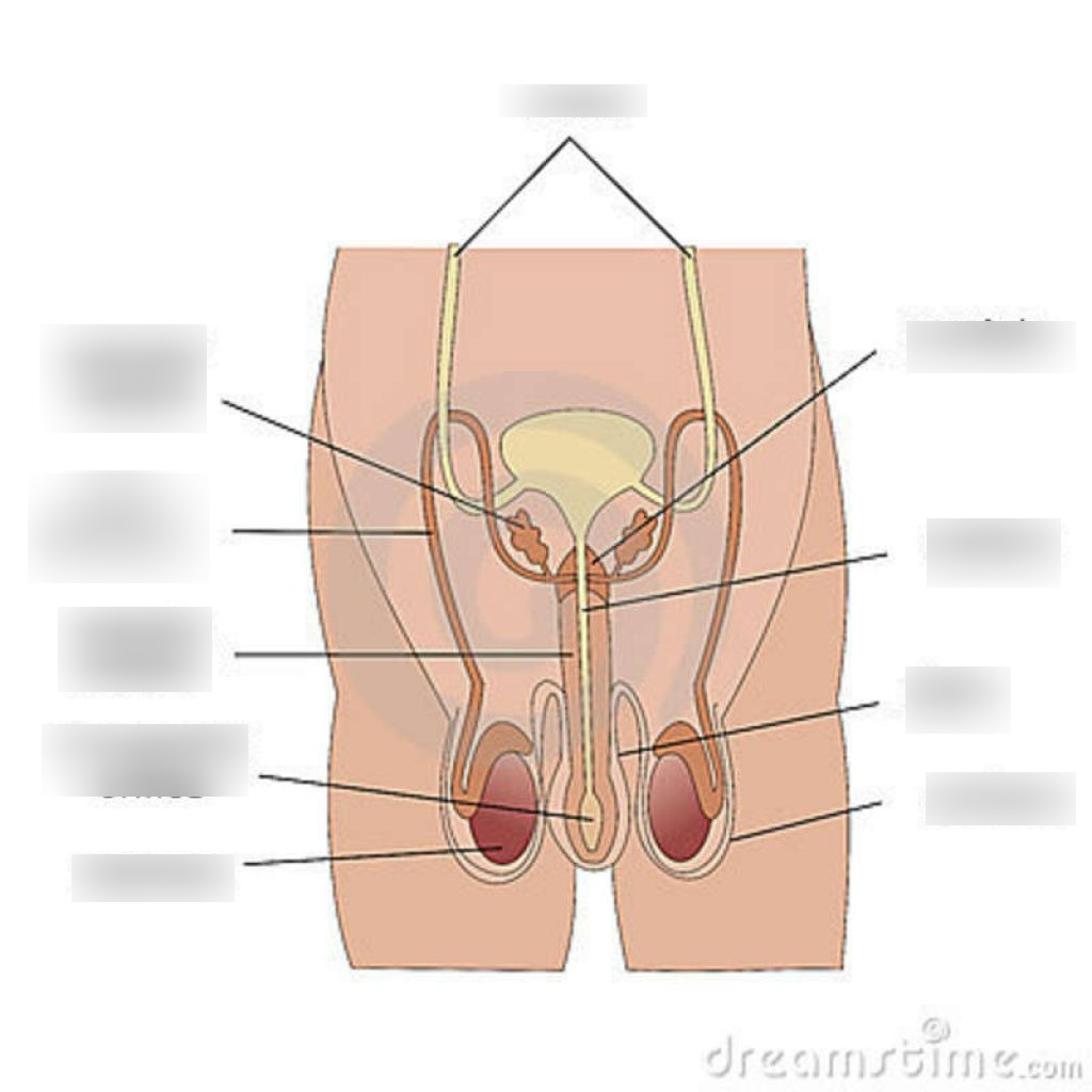 Male Anatomy Diagram Male Anatomy Diagram Quizlet