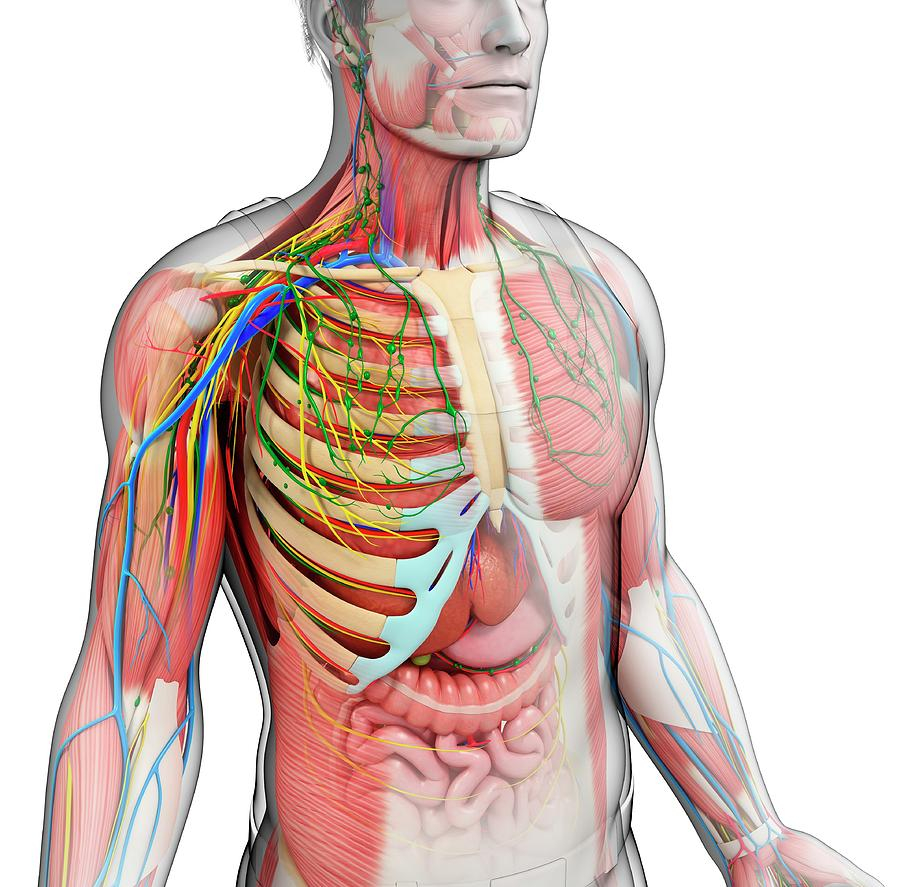 Male Anatomy Diagram Male Anatomy Pixologicstudioscience Photo Library