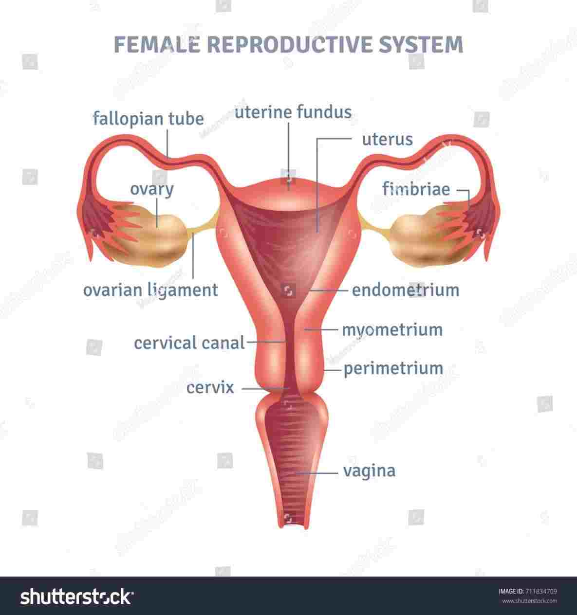Male Anatomy Diagram Male And Female Genital Organs Diagram Of Anatomy