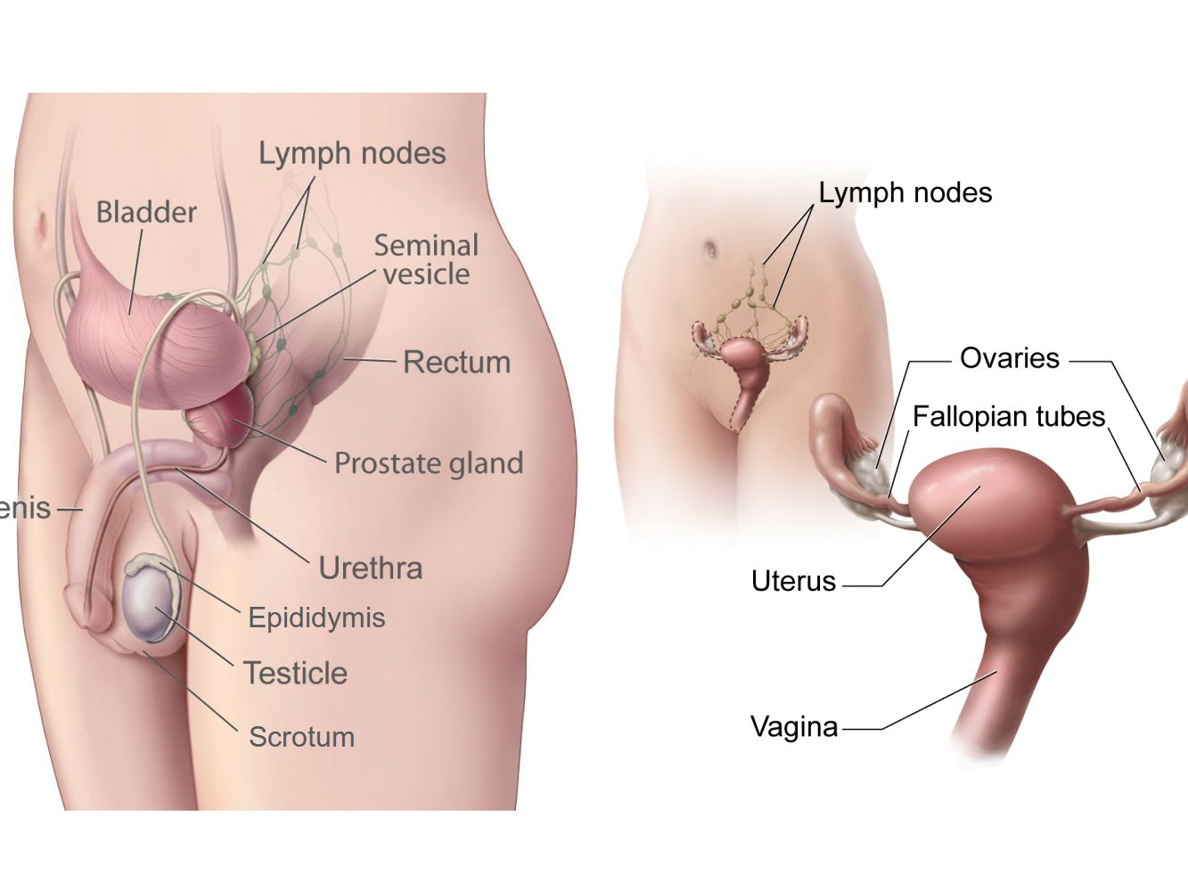 Male Anatomy Diagram Male And Female Gonads Testes And Ovaries