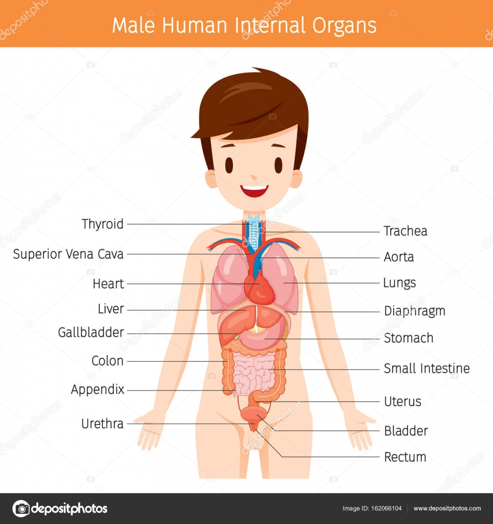 Male Anatomy Diagram Male Human Anatomy Internal Organs Diagram Stock Vector