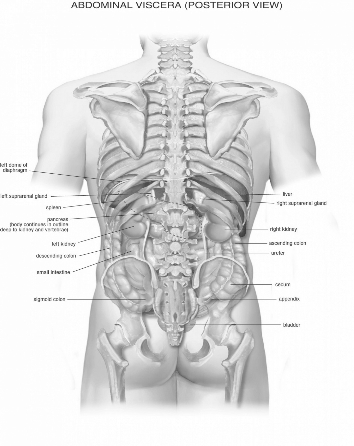 Male Anatomy Diagram Male Human Body Steven Hill