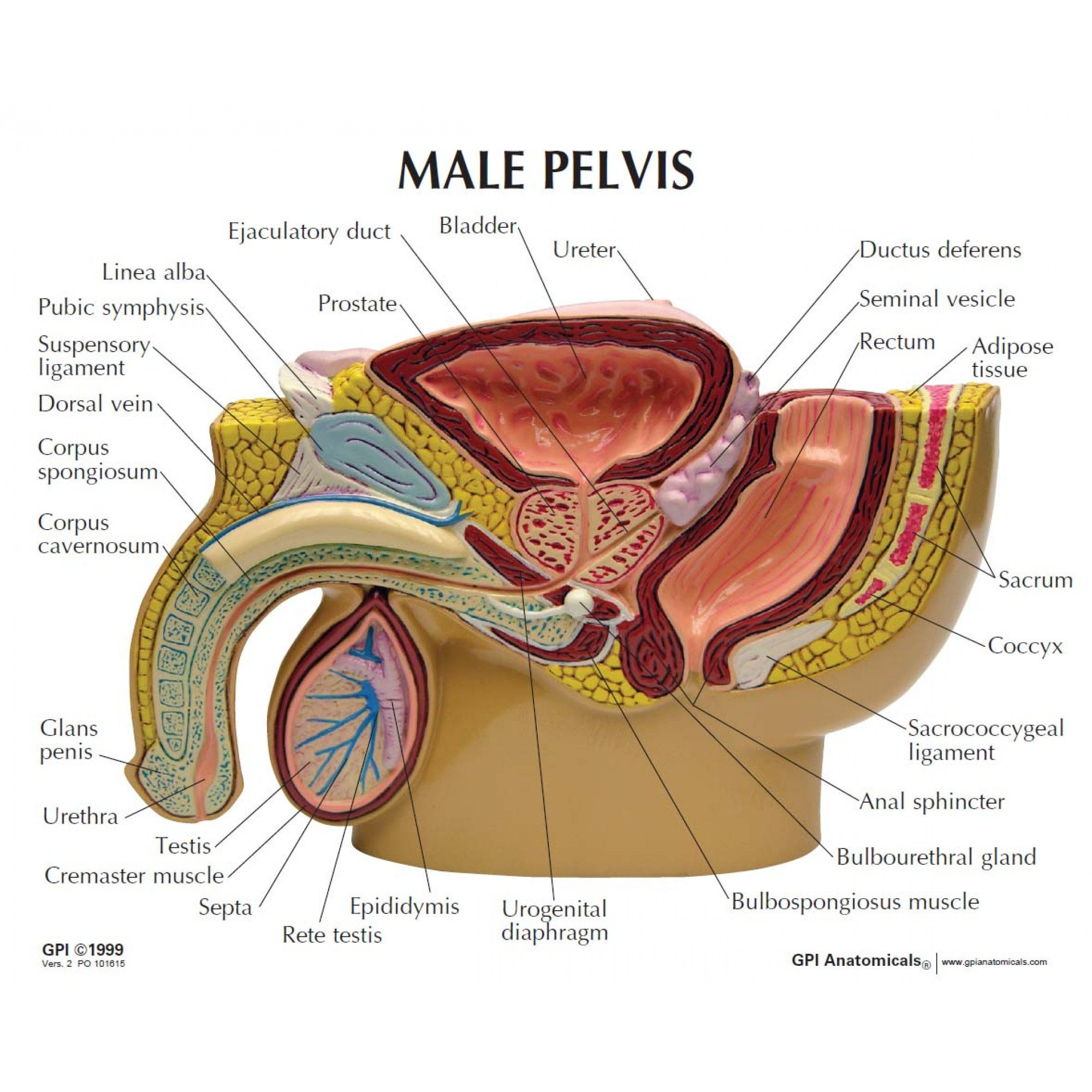 Male Anatomy Diagram Male Pelvis Cross Section With Separate Cancerous Testicles Model