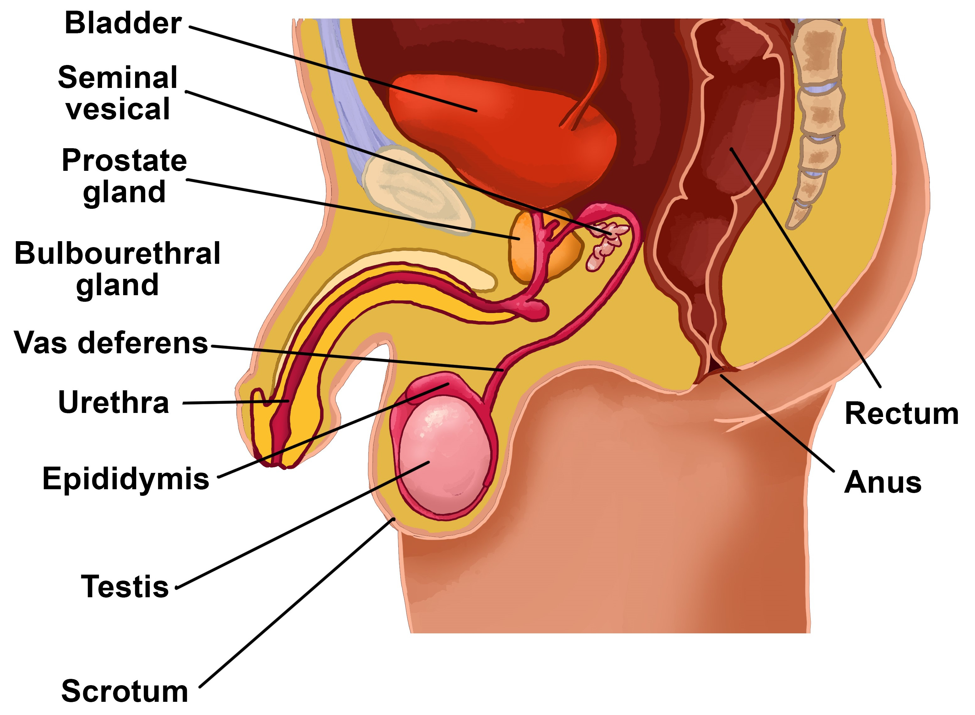 Male Anatomy Diagram Male Reproductive Anatomy True