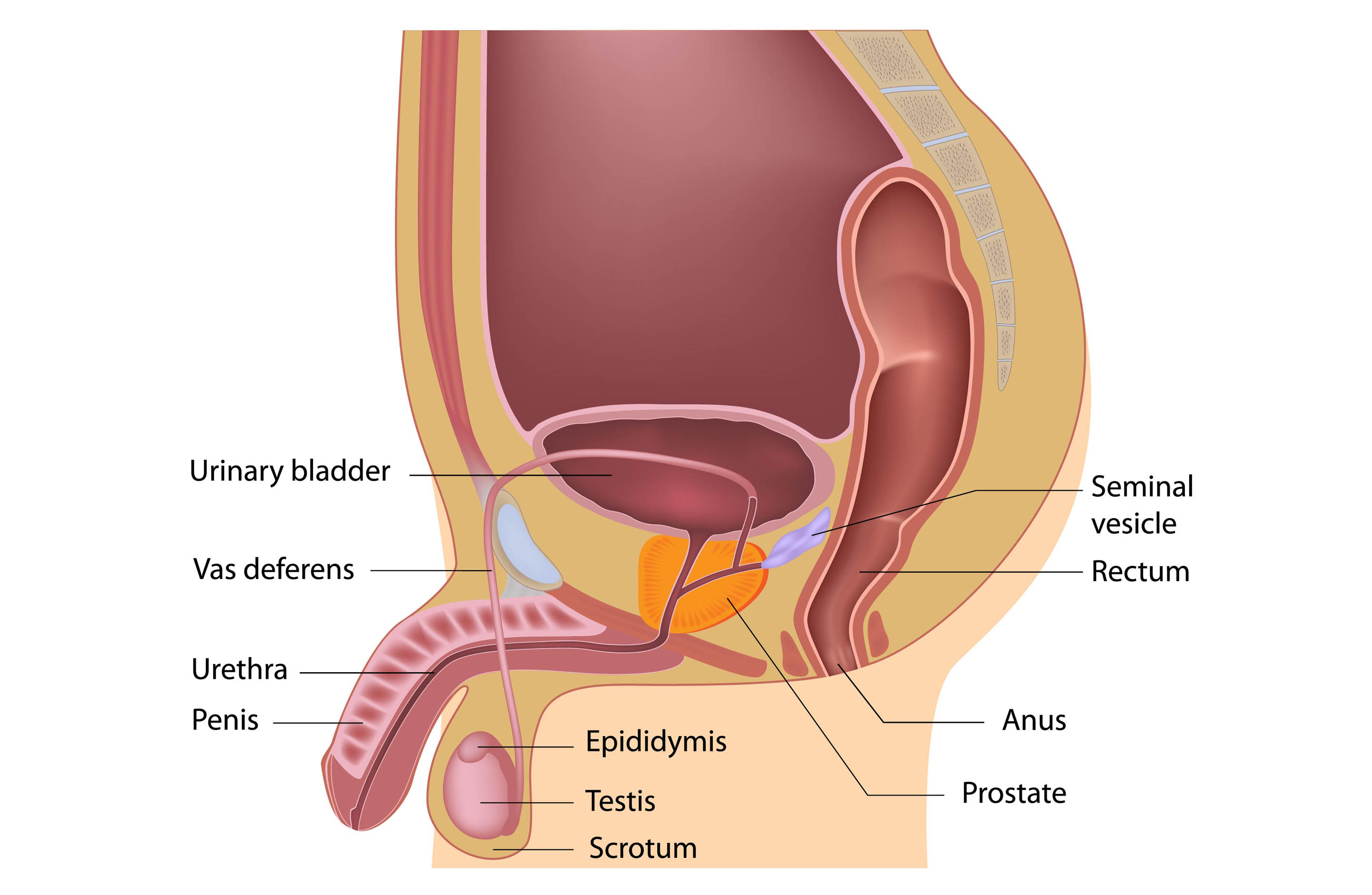 Male Anatomy Diagram Male Reproductive System Anatomy Diagram And Boosting Sperm Quality