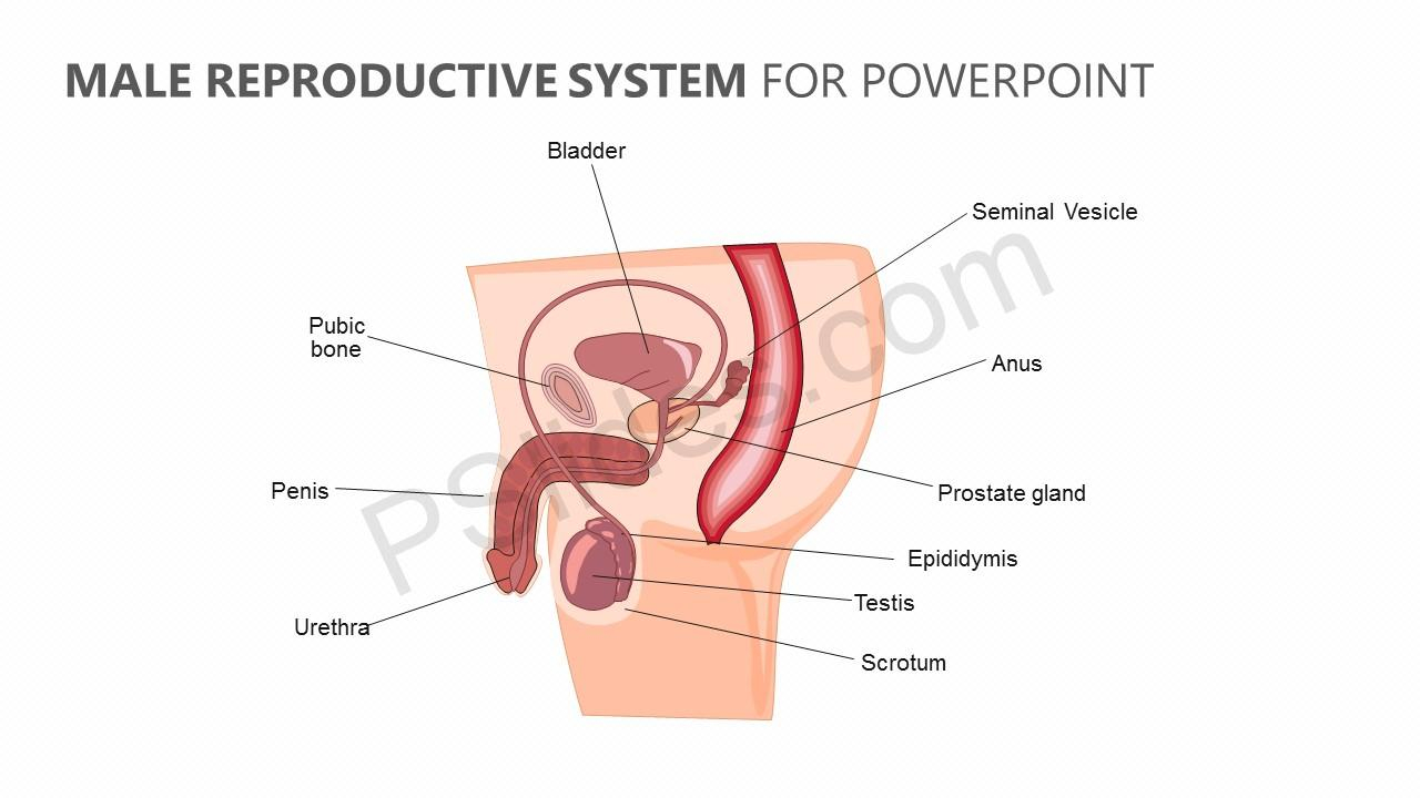 Male Anatomy Diagram Male Reproductive System For Powerpoint Pslides