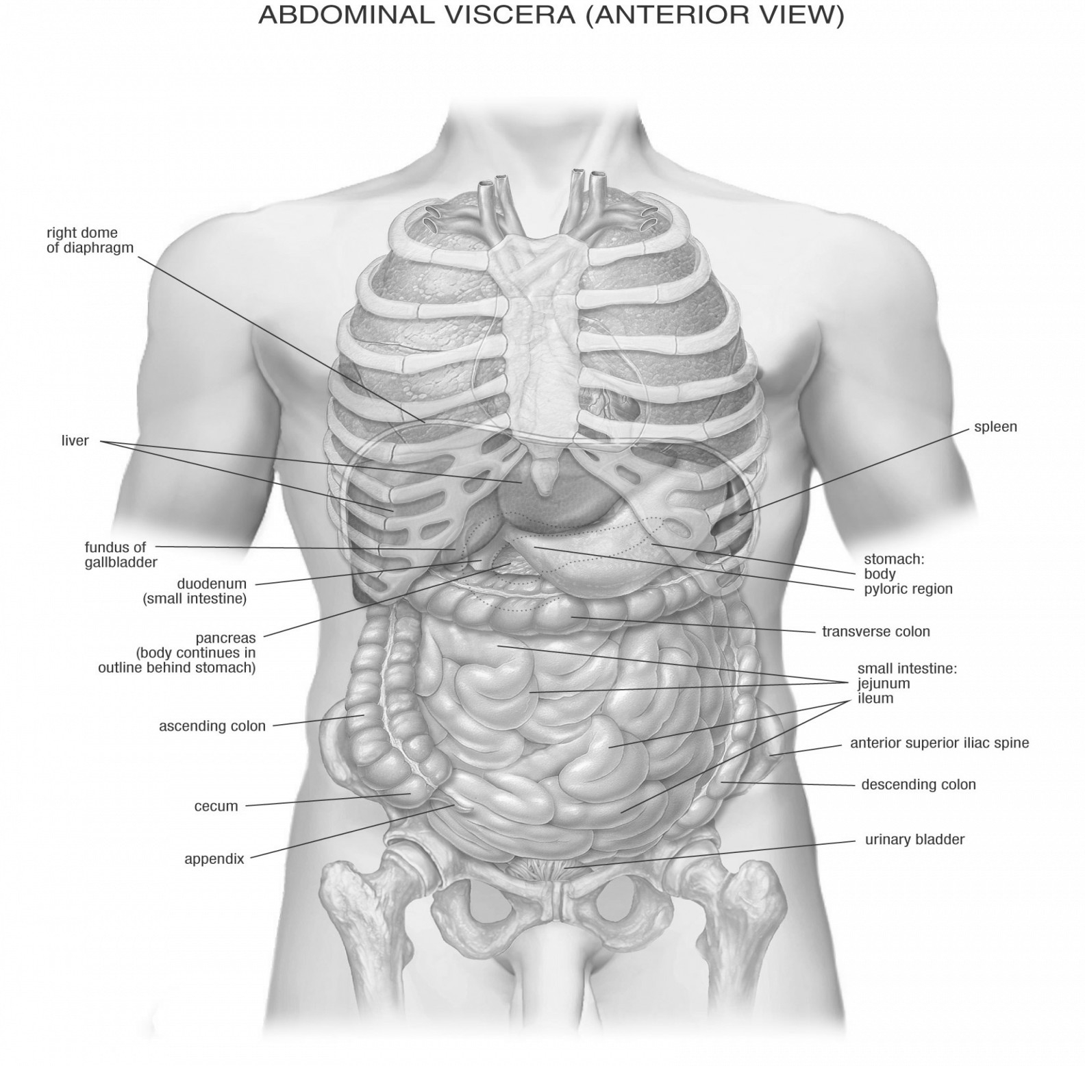 Male Anatomy Diagram Midsection Anatomy Steven Hill