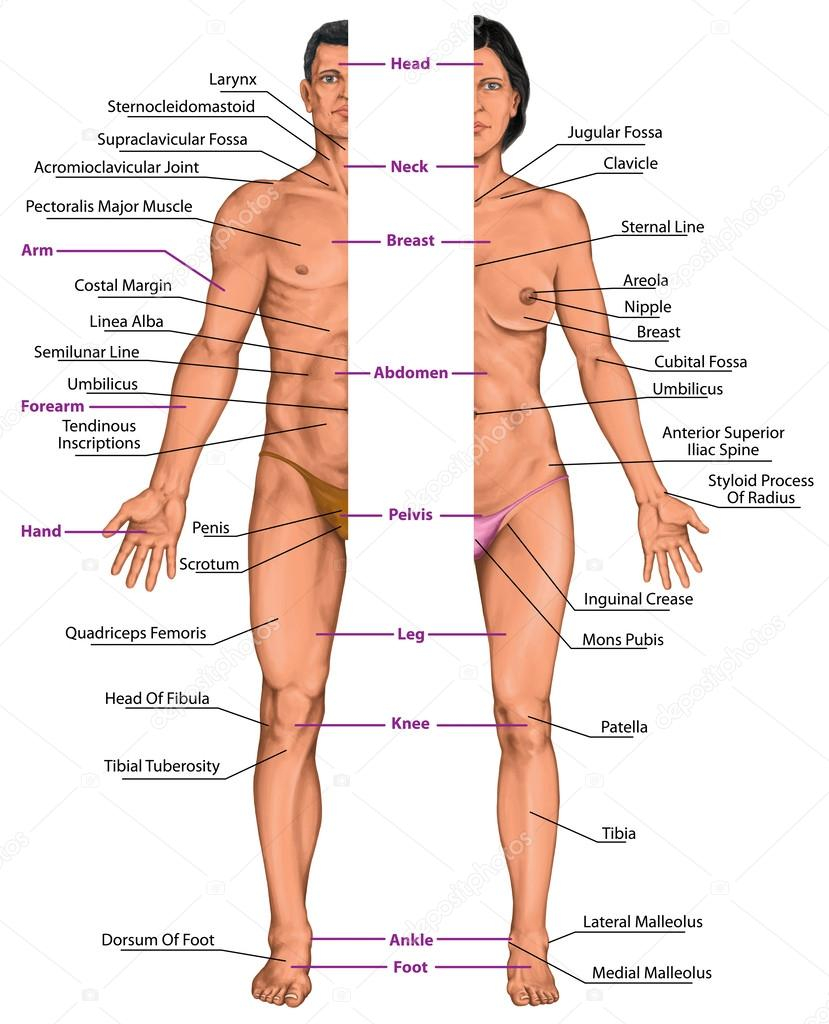 Male Anatomy Diagram Pictures Human Body Female Male And Female Anatomical Body