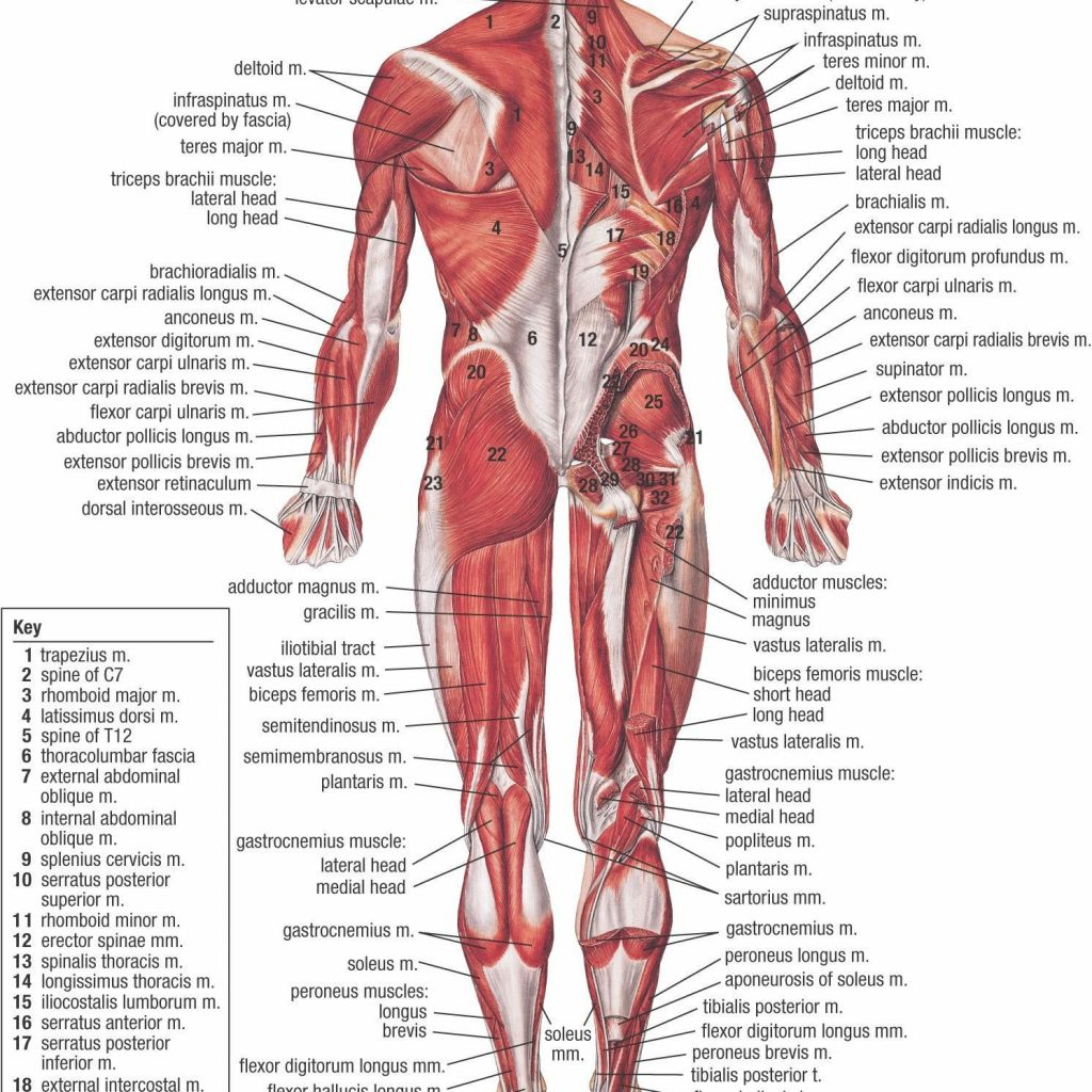 Male Anatomy Diagram The Male Anatomy Female Anatomy Diagram Organs Human Body Anatomy