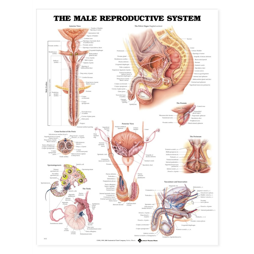 Male Anatomy Diagram The Male Reproductive System Anatomical Chart Poster Paper