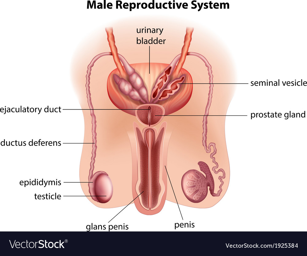 Male Reproductive System Diagram Anatomy Of The Male Reproductive System