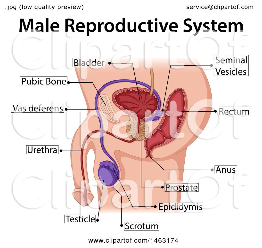 Male Reproductive System Diagram Clipart Of A Medical Diagram Of The Male Reproductive System