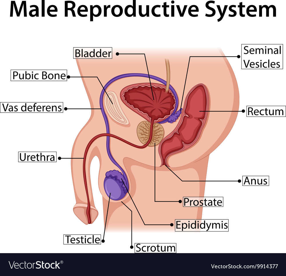 Male Reproductive System Diagram Diagram Showing Male Reproductive System