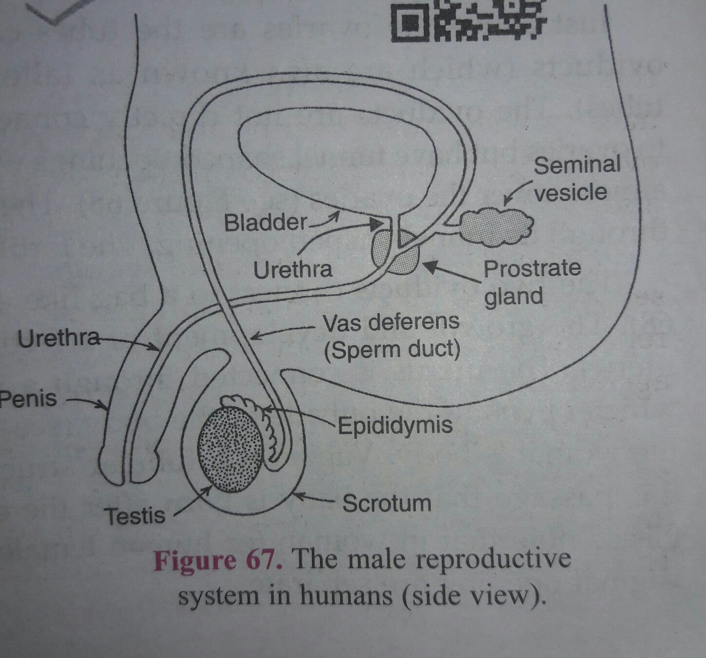Male Reproductive System Diagram Easy Steps To Draw Human Male Reproductive System Class 10 Ncert